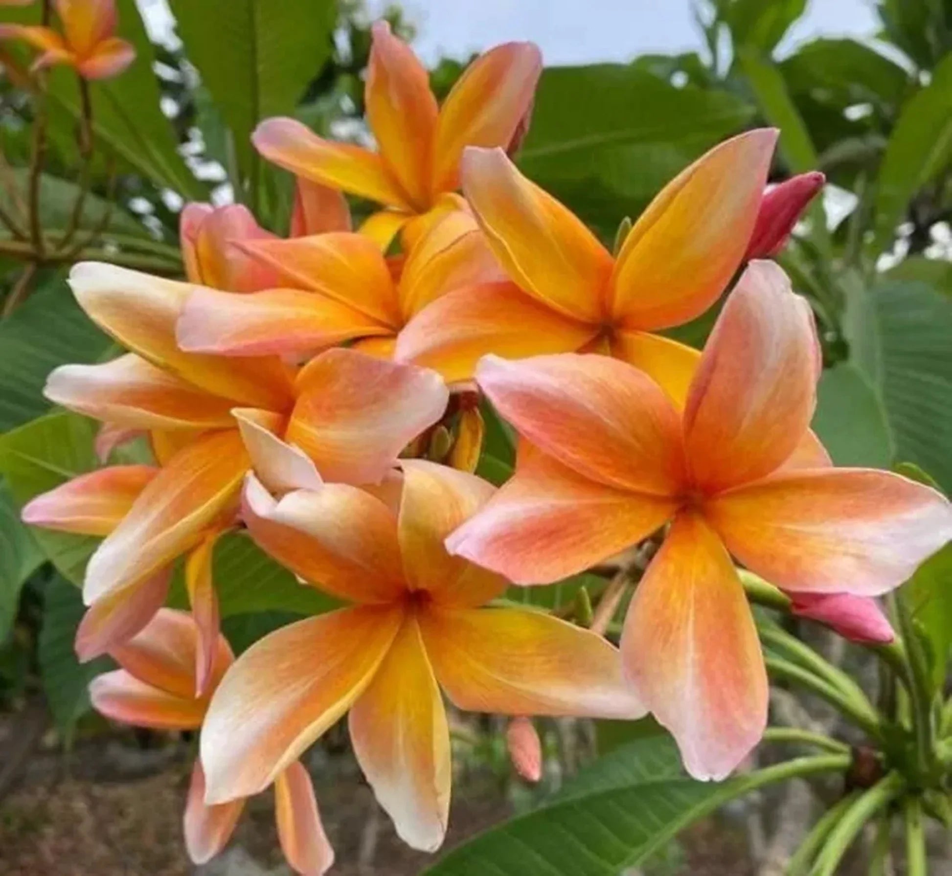 Peach Frangipani Flower Seeds for Planting