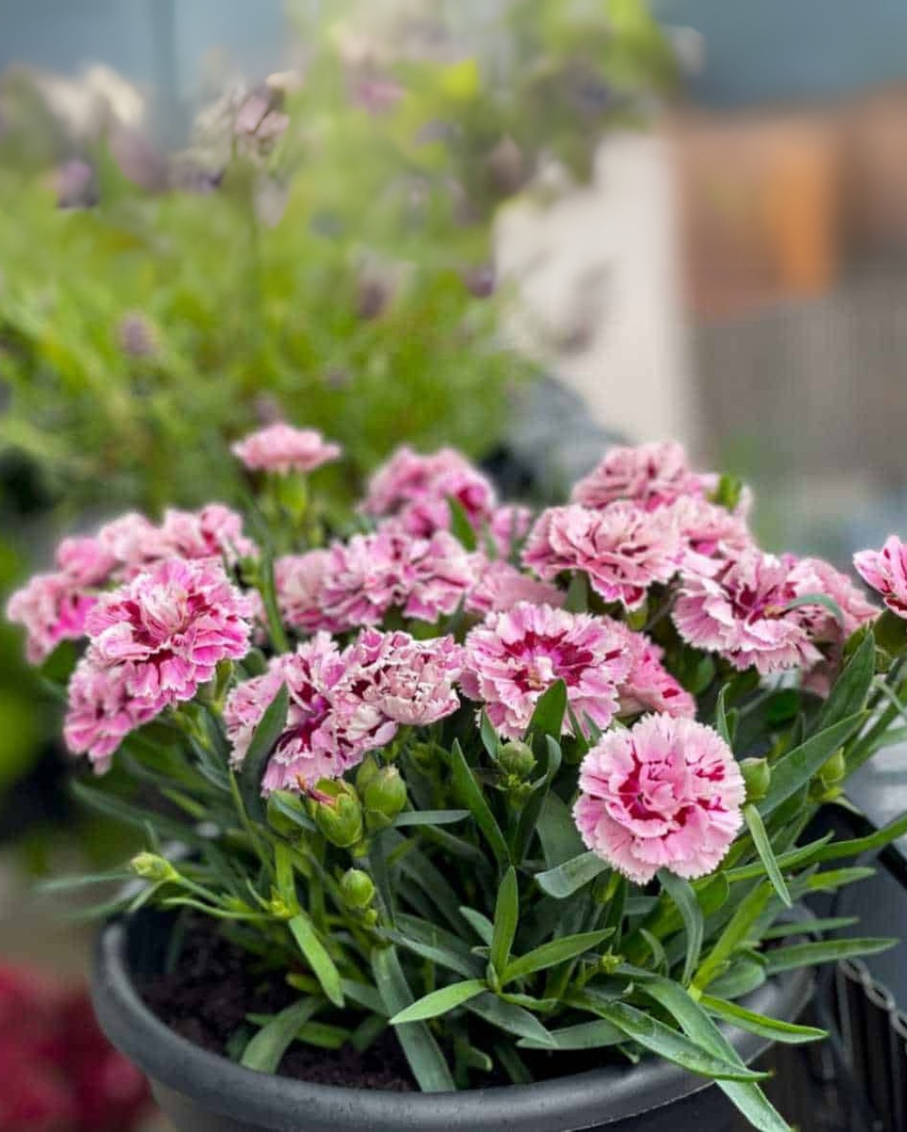 White Violet Carnation Flower seeds for Planting Compact Growth Heirloom & GMO Free Seeds for Home Garden