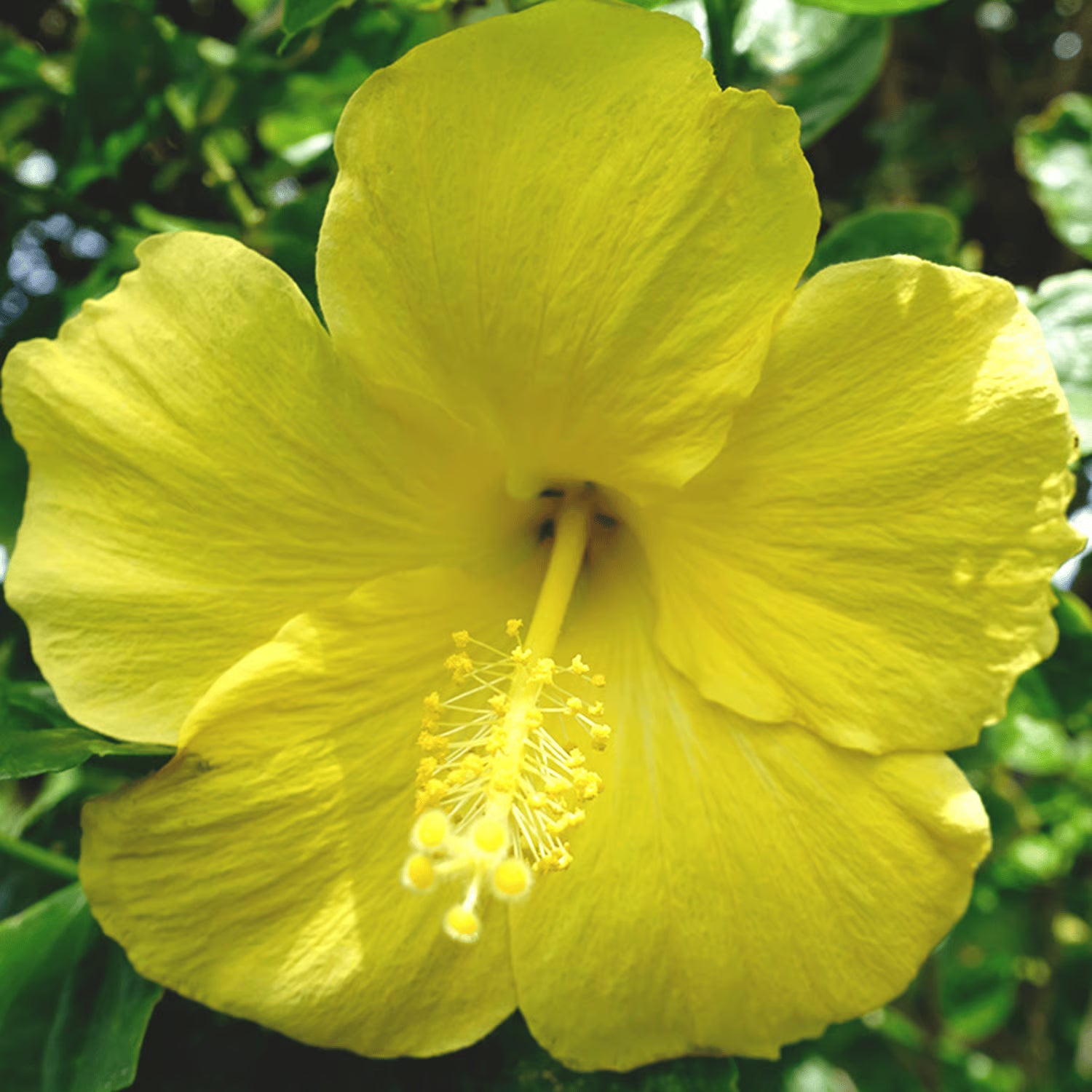 Yellow Hibiscus Flower Seeds for Planting Low Maintenance Heirloom & GMO Free Seeds for Home Garden
 
 Sale