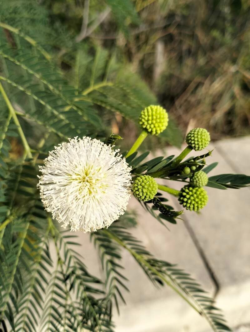 Green Desert Fern Flower seeds for Planting - Compact Growth, Heirloom & GMO Free Seeds for Home Garden