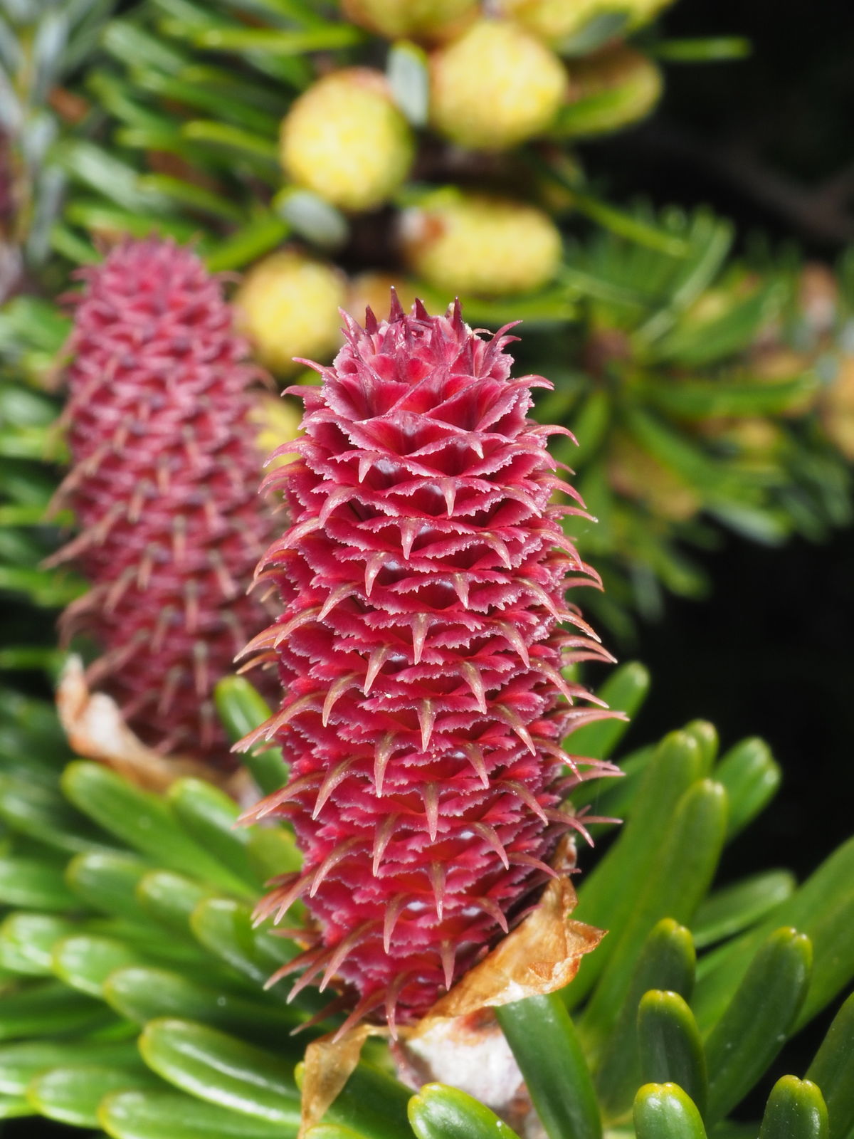 Abies Koreana Flower seeds for Planting - Shade Tolerant, Heirloom & GMO Free Seeds for Home Garden