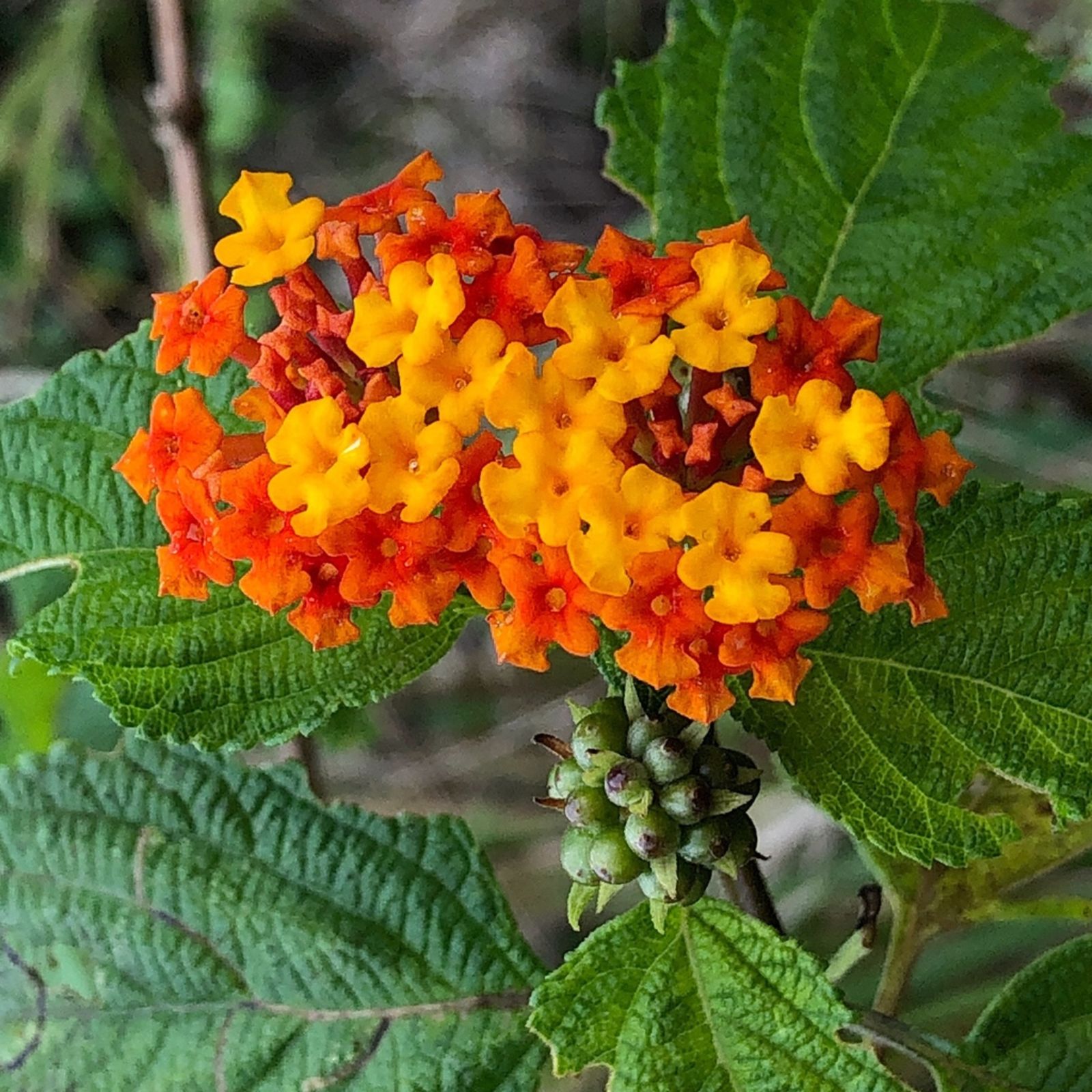 Wandelrose Flower seeds for Planting - Easy to Grow, Heirloom & GMO Free Seeds for Home Garden