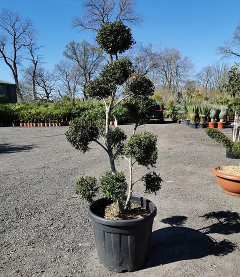 Topiary Tree Seeds for Artistic Garden Planting  Grow Beautifully Shaped Shrubs and Trees