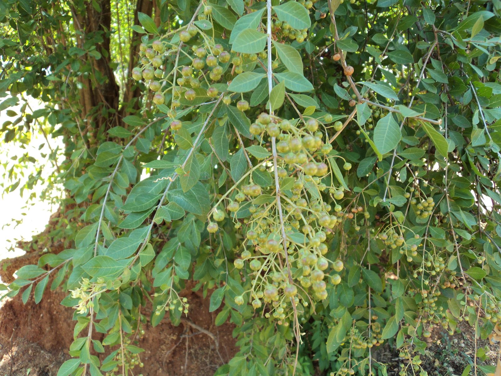 Common Henna (Lawsonia inermis) Dye Plant Tattoo Flower Tree Seed for Plantings for Planting Heirloom Non-GMO Seeds