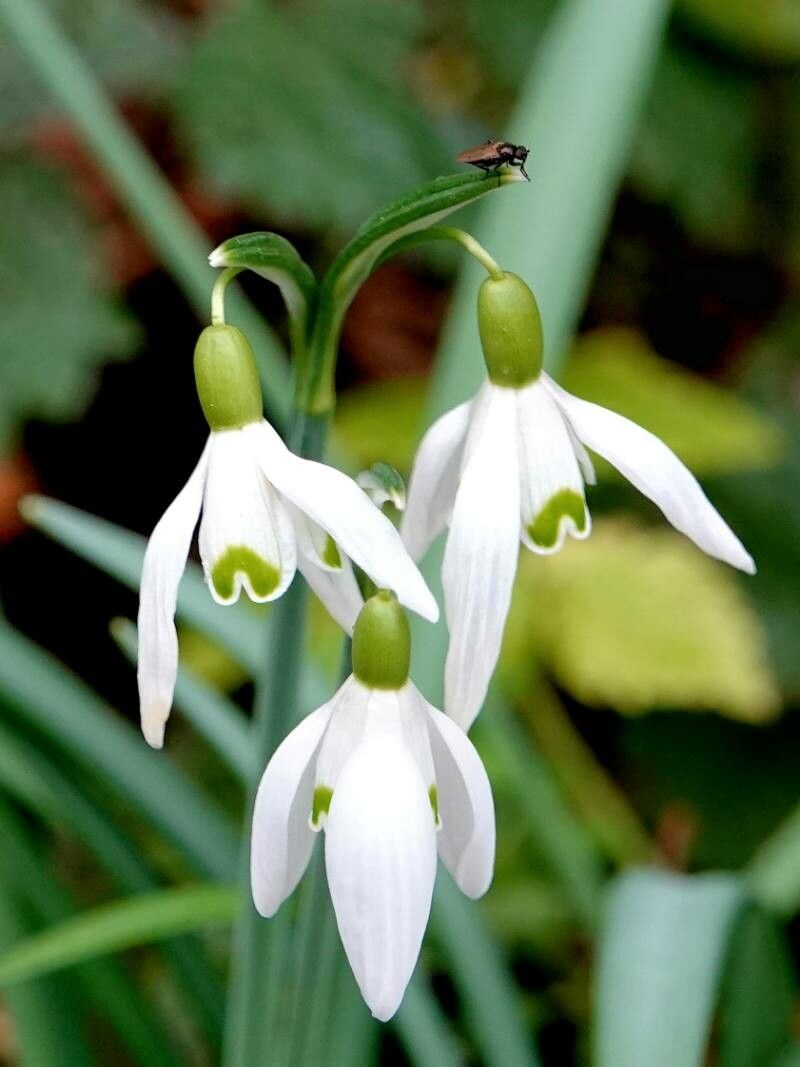 Galanthus Flower seeds for Planting - Compact Growth, Heirloom & GMO Free Seeds for Home Garden