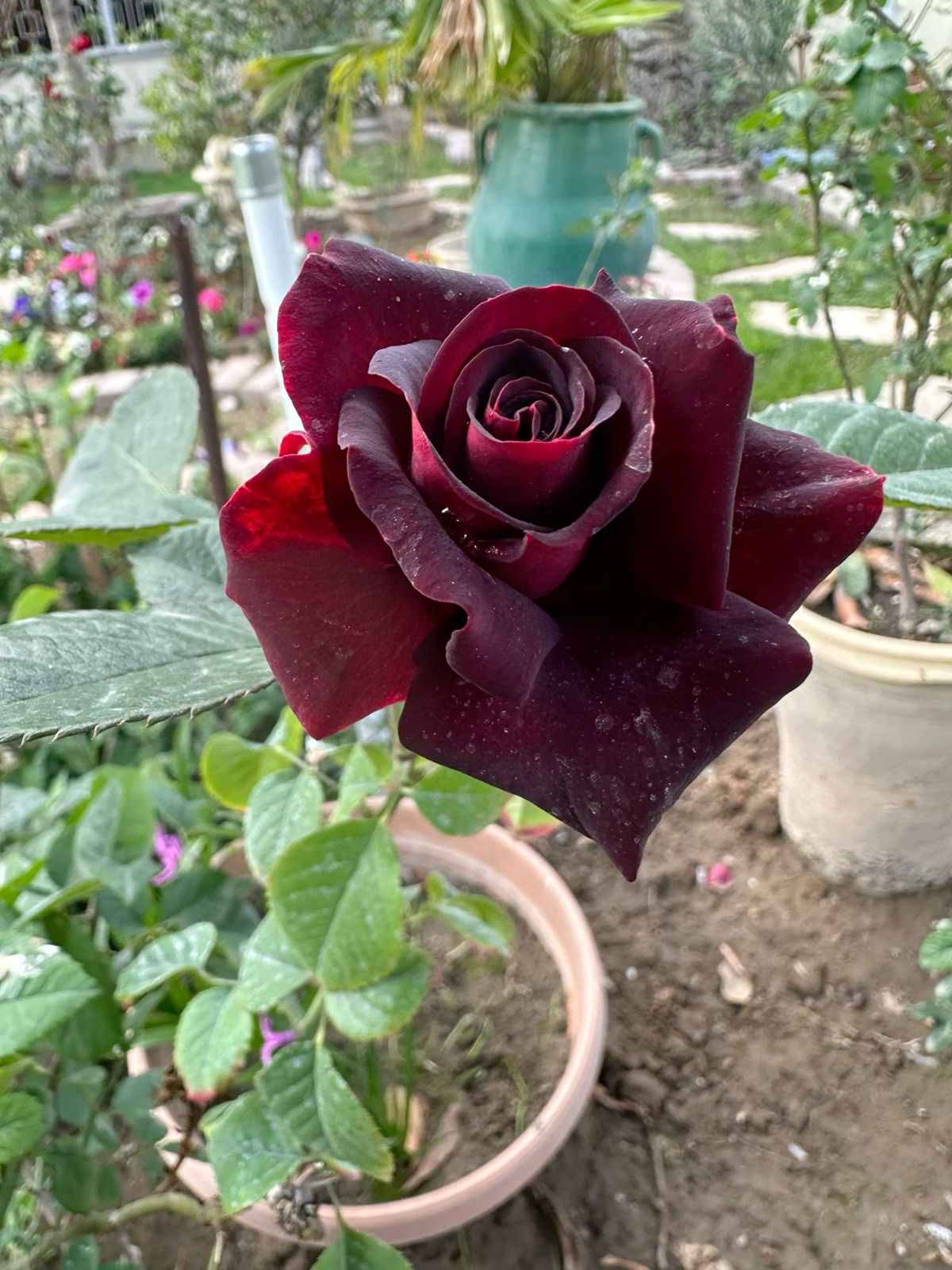 Dark Red Germany Rose Flower Seeds for Planting Heirloom NONGMO Easy to Grow Garden Blooms 
 
 Sale