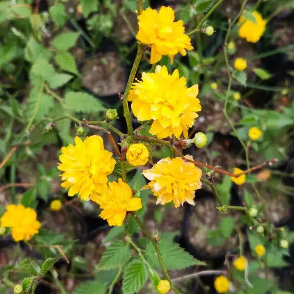 Yellow Kerria Japonica Flower Seeds Planting