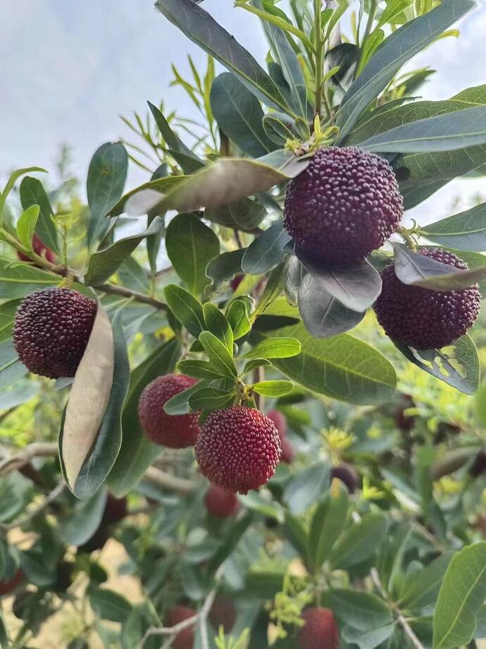 Arbutus Bayberry Fruit Seeds for Planting  Lavender