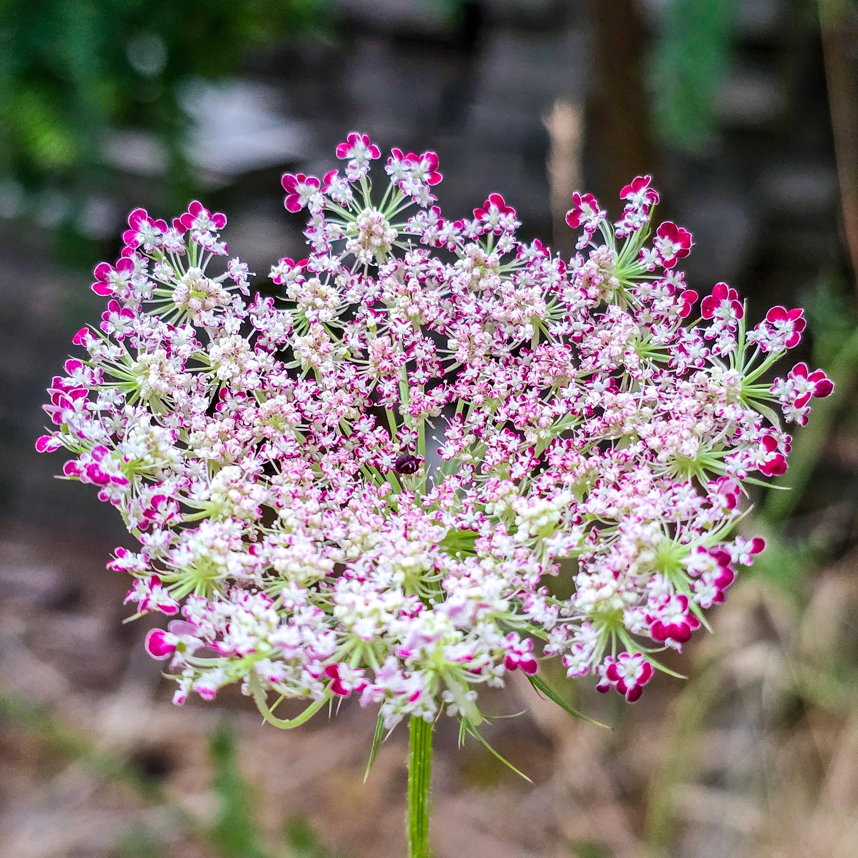 Mixed Dara Anne's Lace Flower seeds for Planting - Pollinator Friendly, Heirloom & GMO Free Seeds for Home Garden