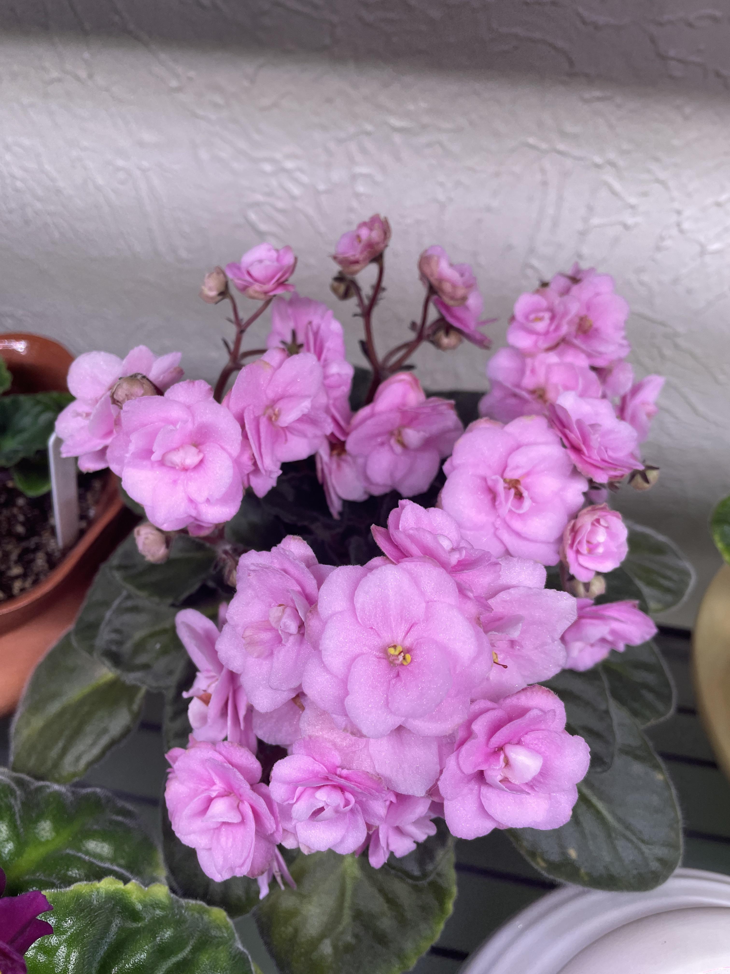 African Violet Flower Seeds Light Pink Flower seeds for Planting - Colorful Display, Heirloom & GMO Free Seeds for Home