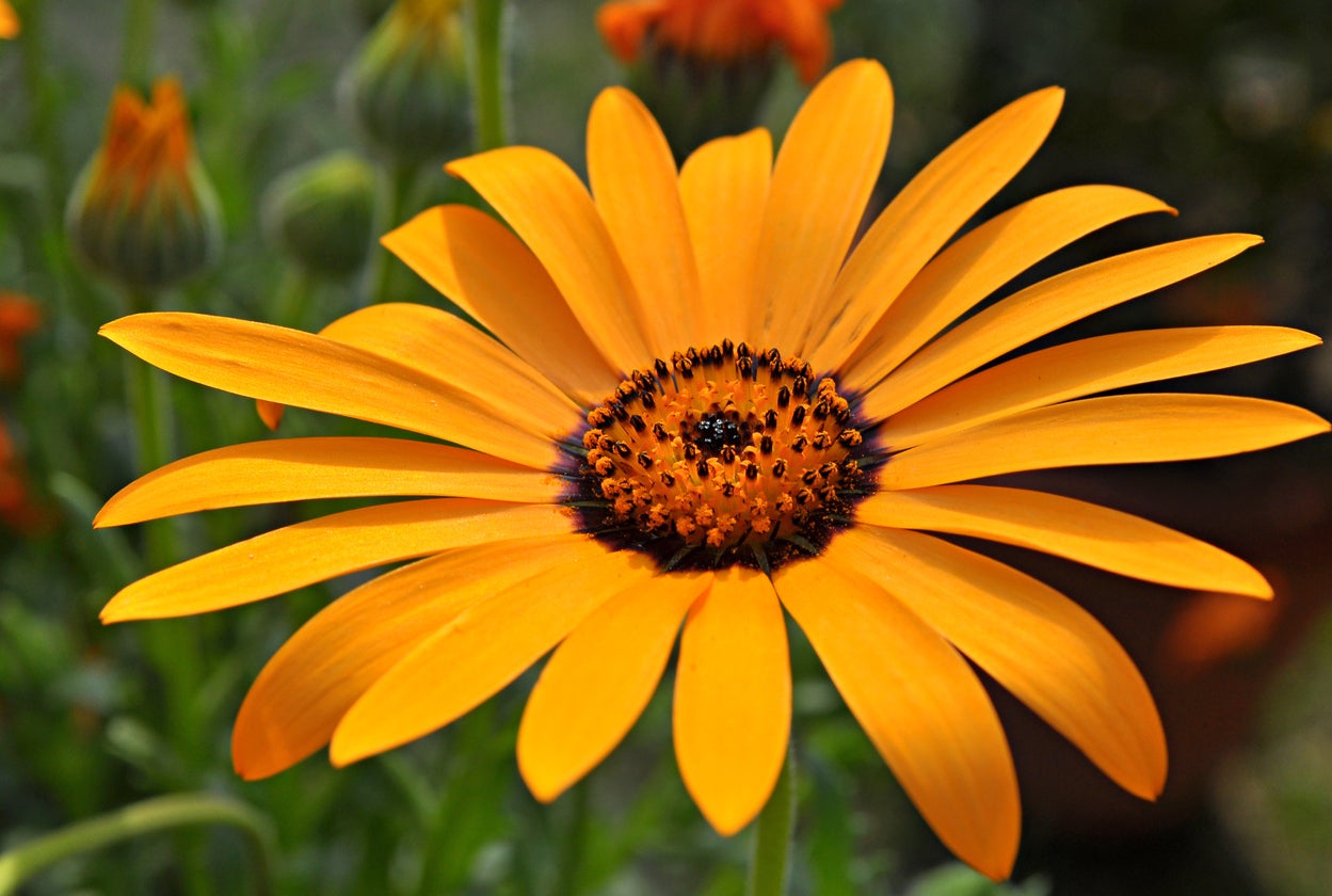 Cape Marigold Flower seeds for Planting - Easy to Grow, Heirloom & GMO Free Seeds for Home Garden
