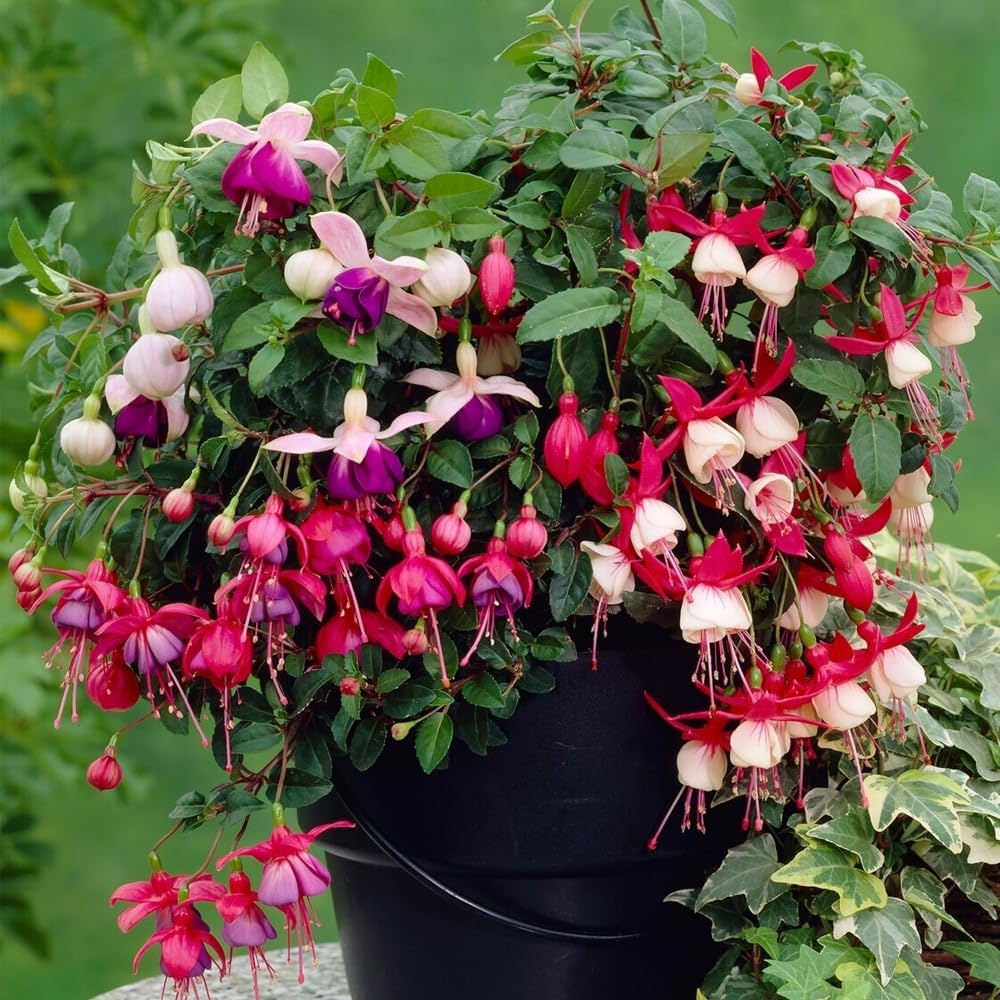 Mixed Double Petal Fuchsia Flower Seeds for Planting Heirloom Non-GMO Seeds - Evergrowseeds