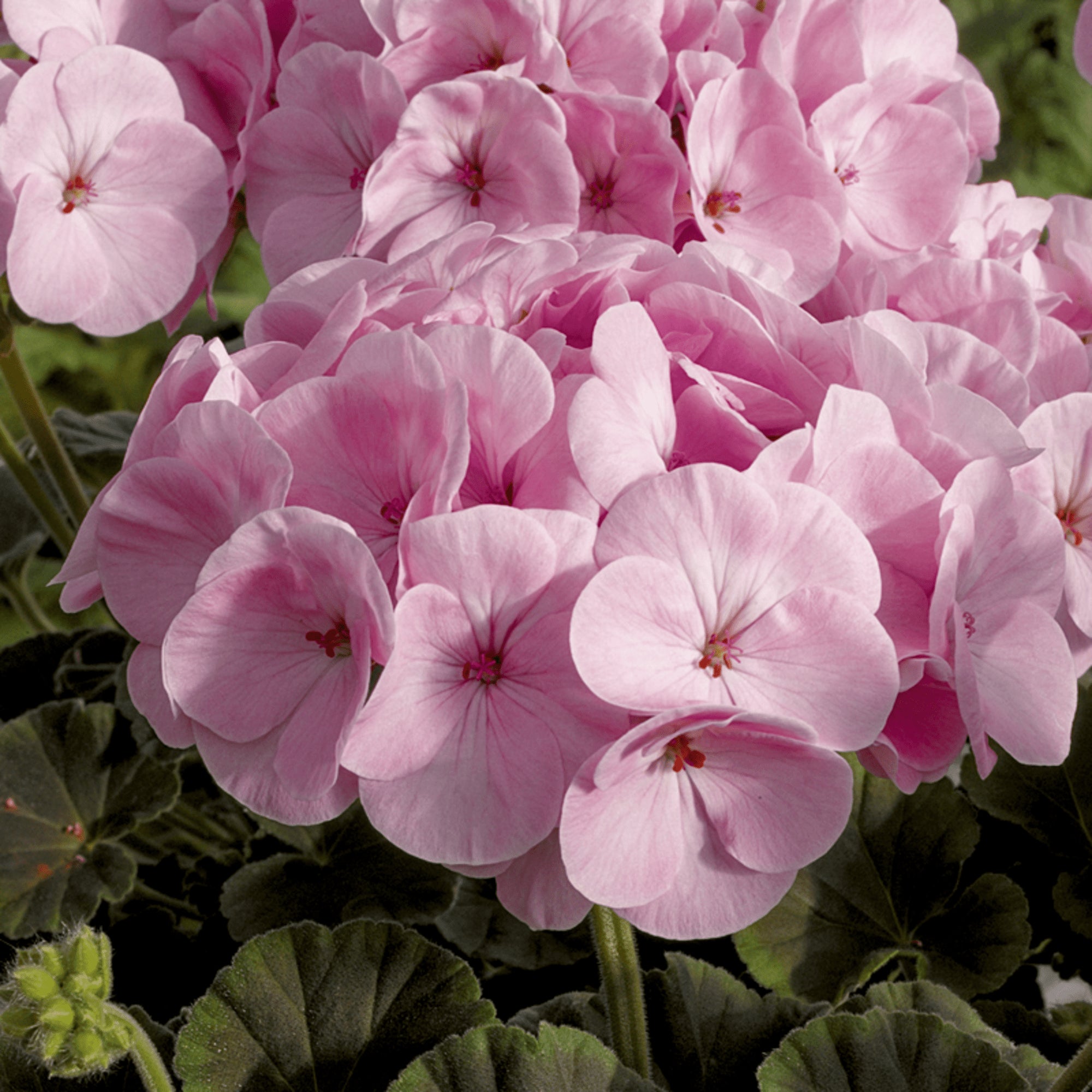 Geranium Pale Pink Flower seeds for Planting - Low Maintenance, Heirloom & GMO Free Seeds for Home Garden