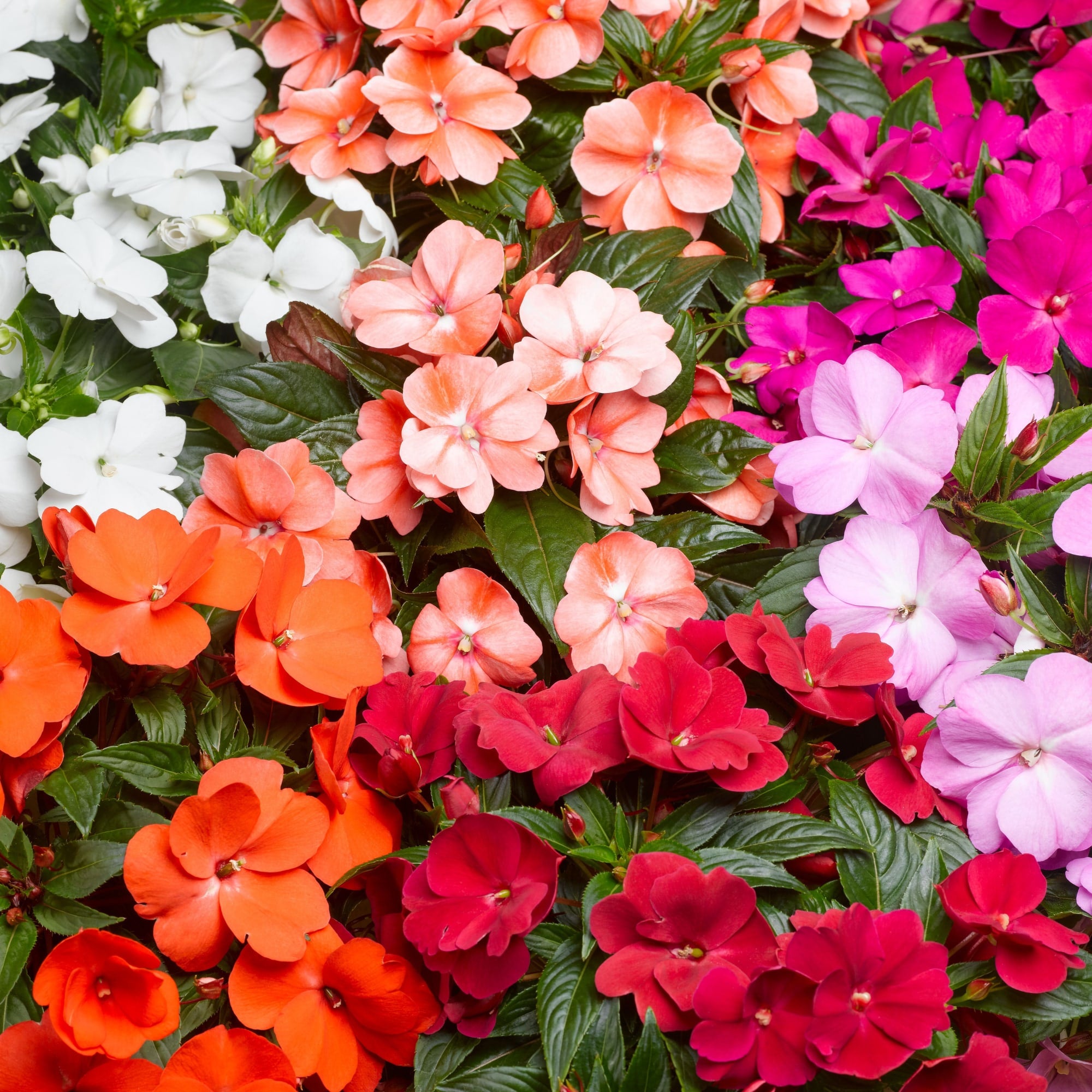 Florific Flower seeds for Planting - Low Maintenance, Heirloom & GMO Free Seeds for Home Garden