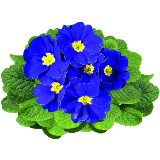 Primula Malacoides Blue Yellow Flower seeds for Planting - Low Maintenance, Heirloom & GMO Free Seeds for Home Garden
