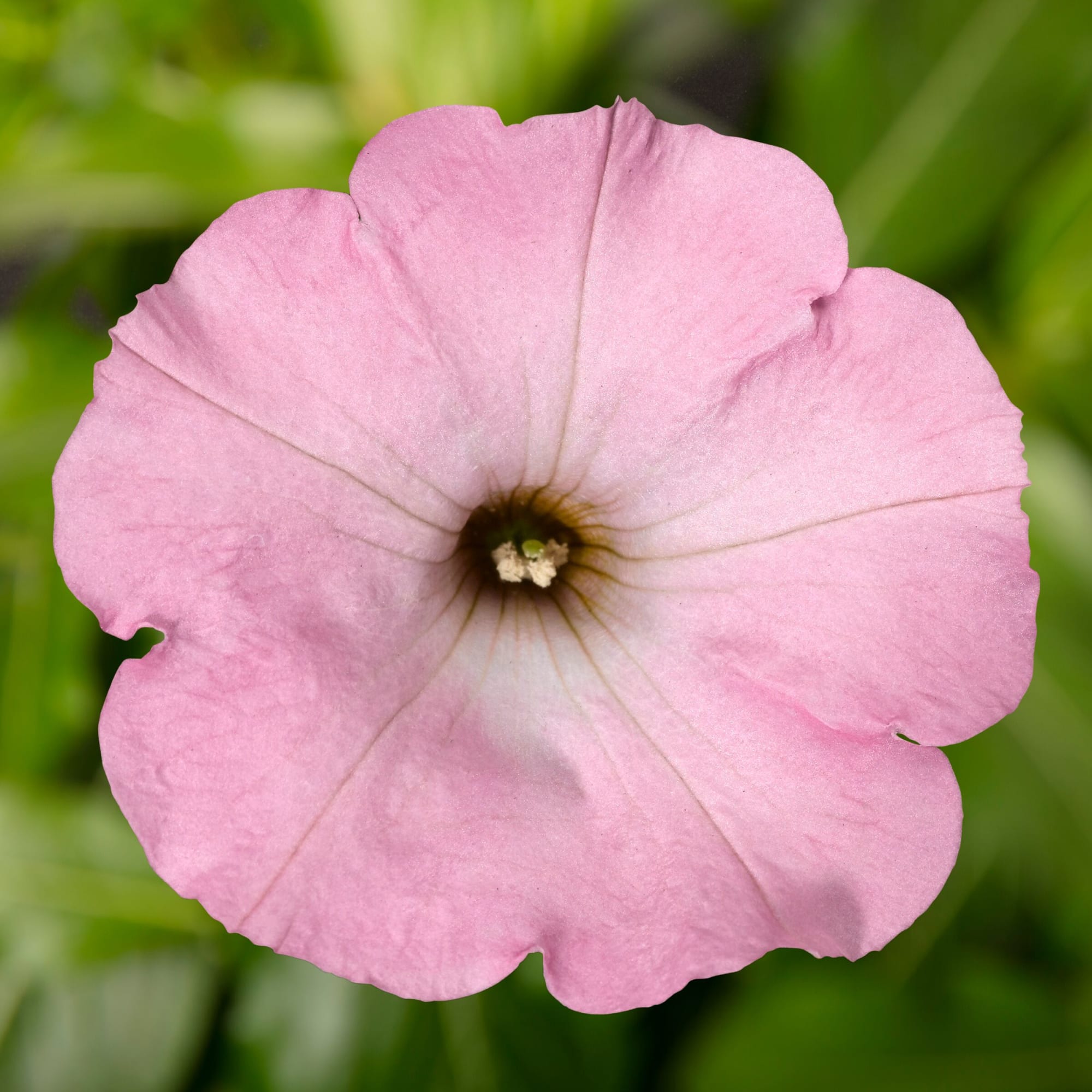 Baby Pink Petunia Hybrida Flower seeds for Planting - Garden Favorite, Heirloom & GMO Free Seeds for Home Garden
