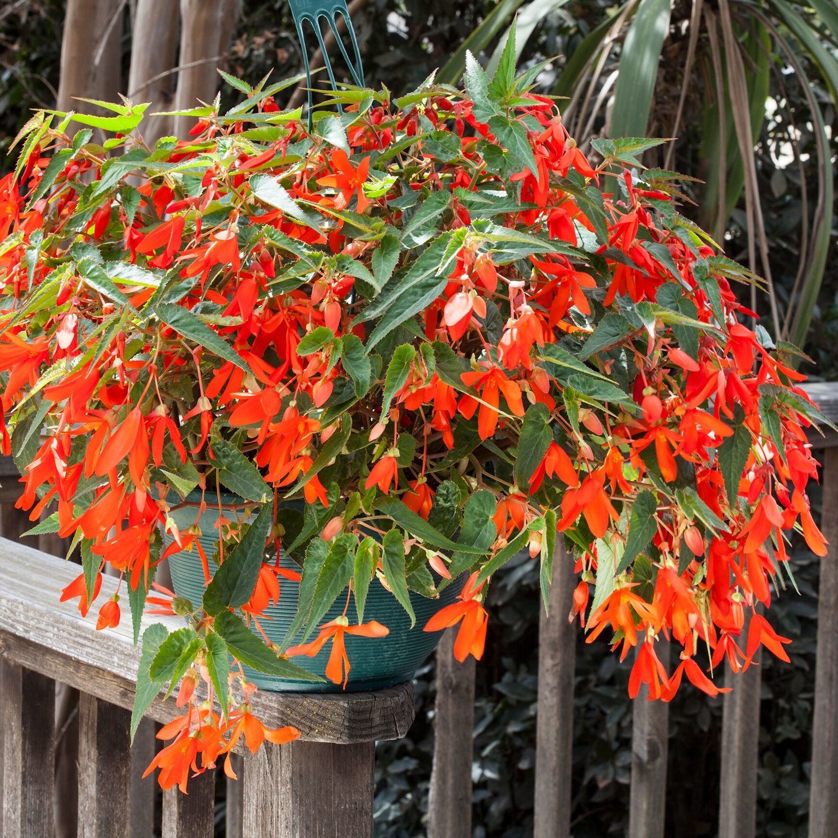 Orange Bossa Nova Flower seeds for Planting - Pollinator Friendly, Heirloom & GMO Free Seeds for Home Garden