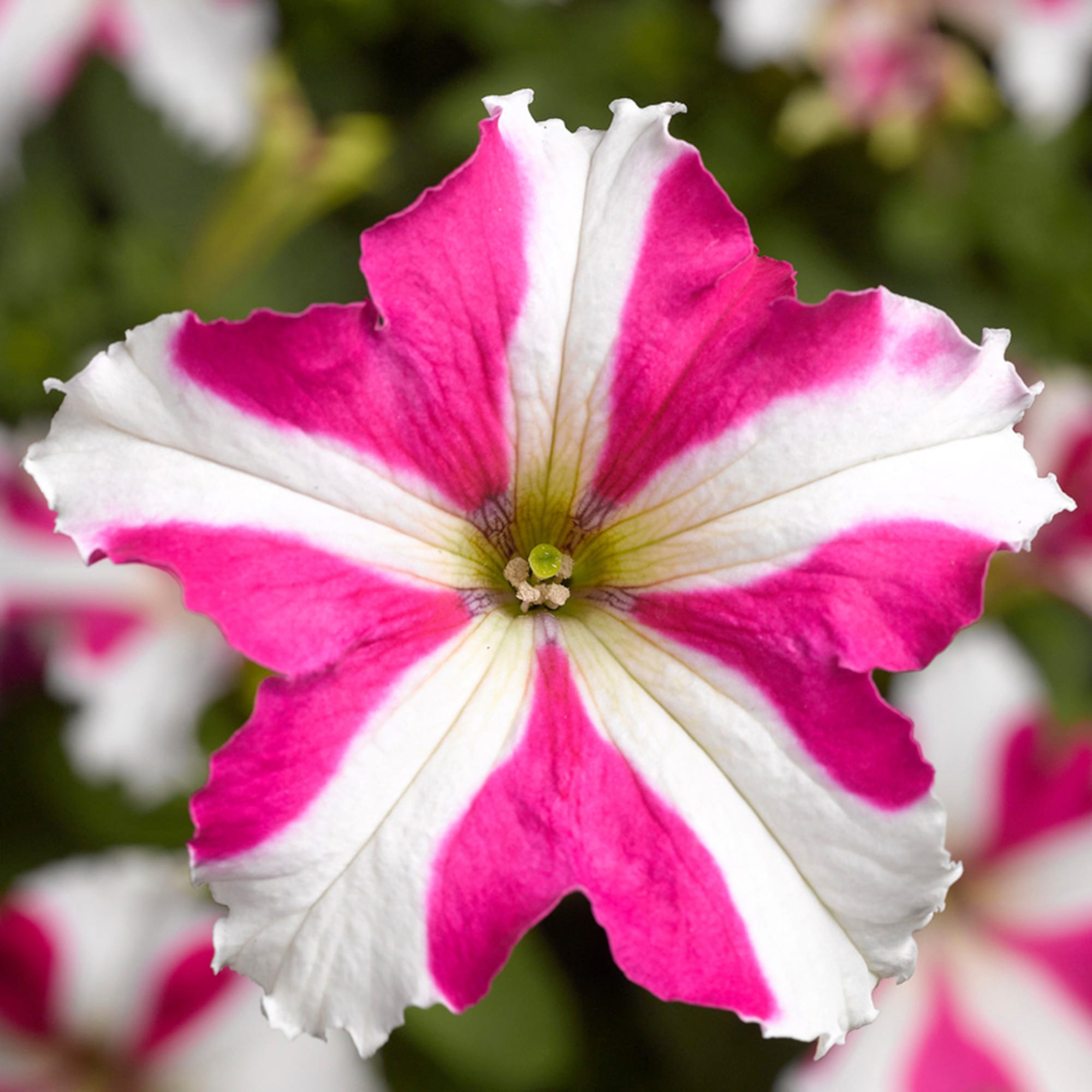 Pink White Tritunia Rose Flower seeds for Planting - Wildflower Mix, Heirloom & GMO Free Seeds for Home Garden