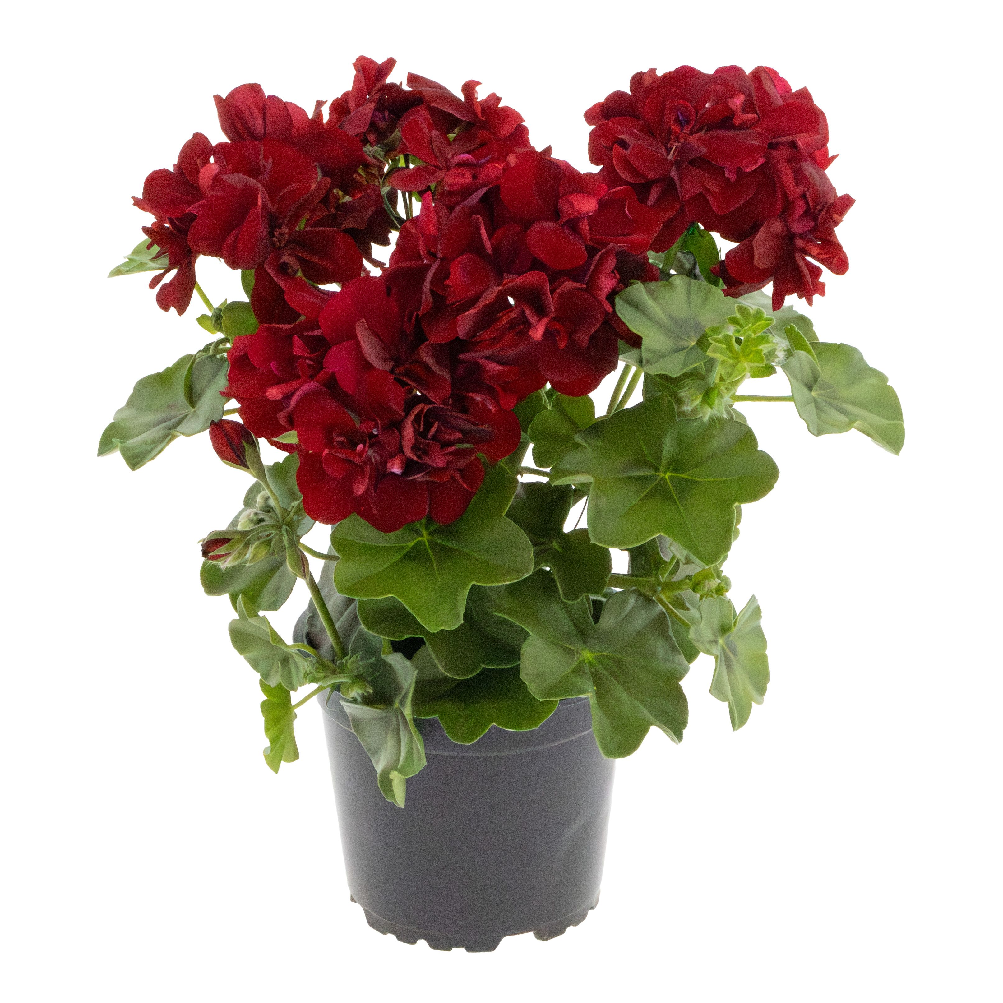 Maroon Red Pelargonium Peltatum Flower Seeds for Planting Premium Quality Heirloom & GMO Free Seeds for Home Garden
 
 Sale