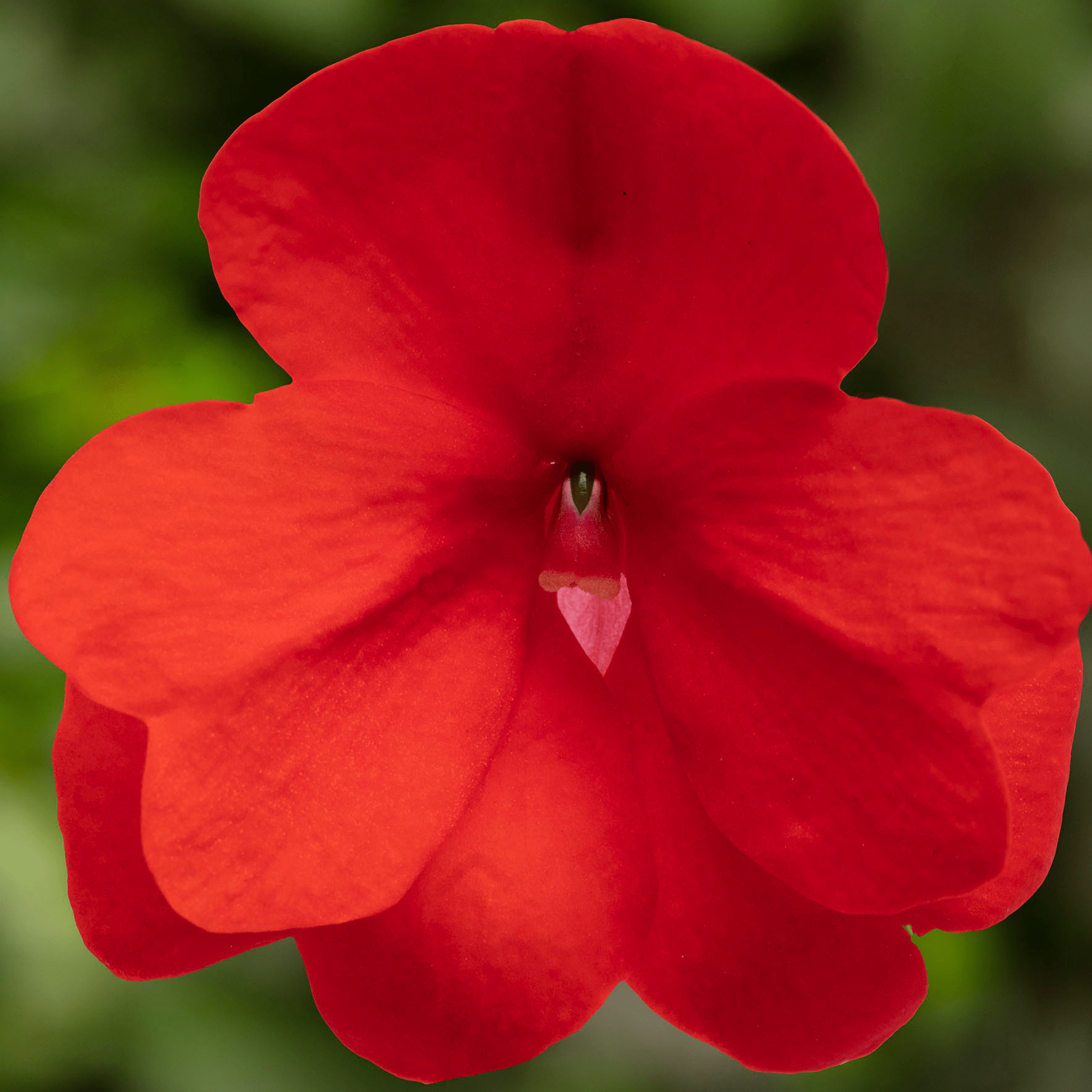 Florific Flower seeds for Planting - Low Maintenance, Heirloom & GMO Free Seeds for Home Garden