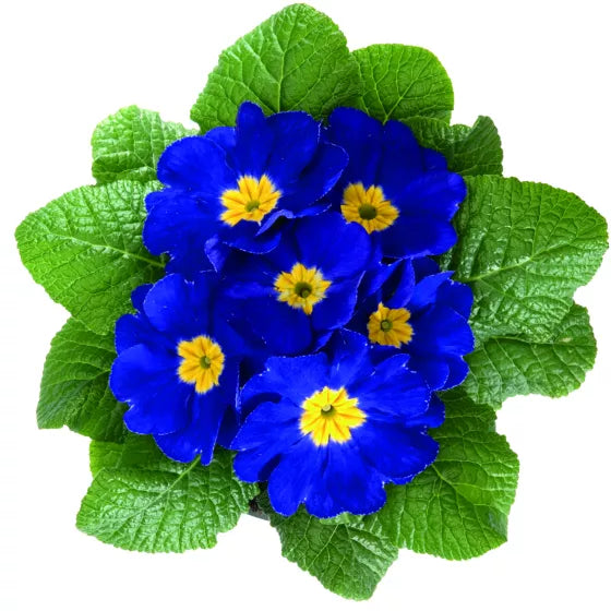Blue Yellow Primrose Flower seeds for Planting - Fragrant Blossoms, Heirloom & GMO Free Seeds for Home Garden