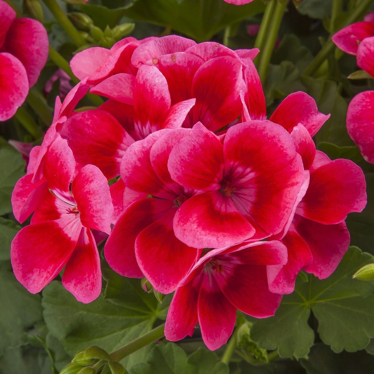 Dark Pink White Geranium Flower Seeds for Planting Seasonal Bloomer Heirloom & GMO Free Seeds for Home Garden
 
 Sale