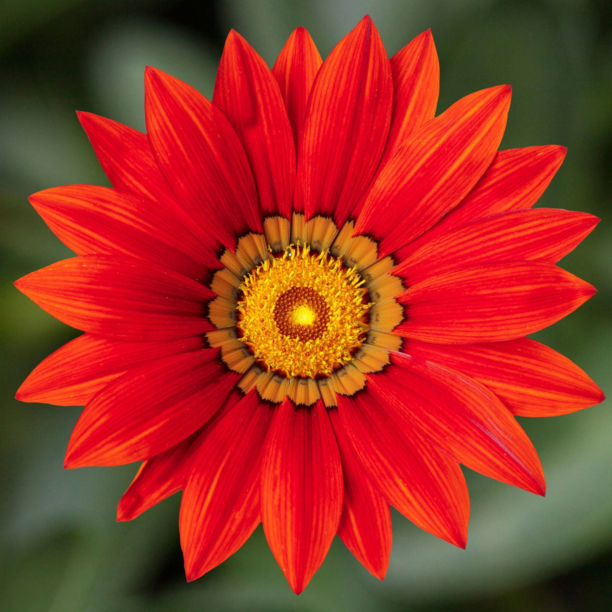 Red Gazania Flower Seeds for Planting Hardy Variety Heirloom & GMO Free Seeds for Home Garden
 
 Sale