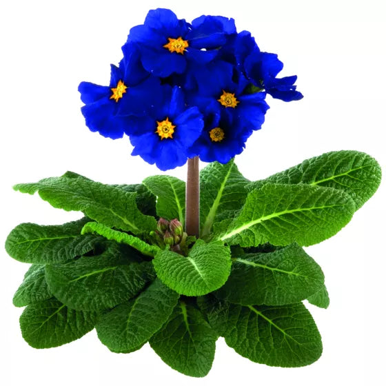 Primula Malacoides Blue Yellow Flower seeds for Planting - Low Maintenance, Heirloom & GMO Free Seeds for Home Garden
