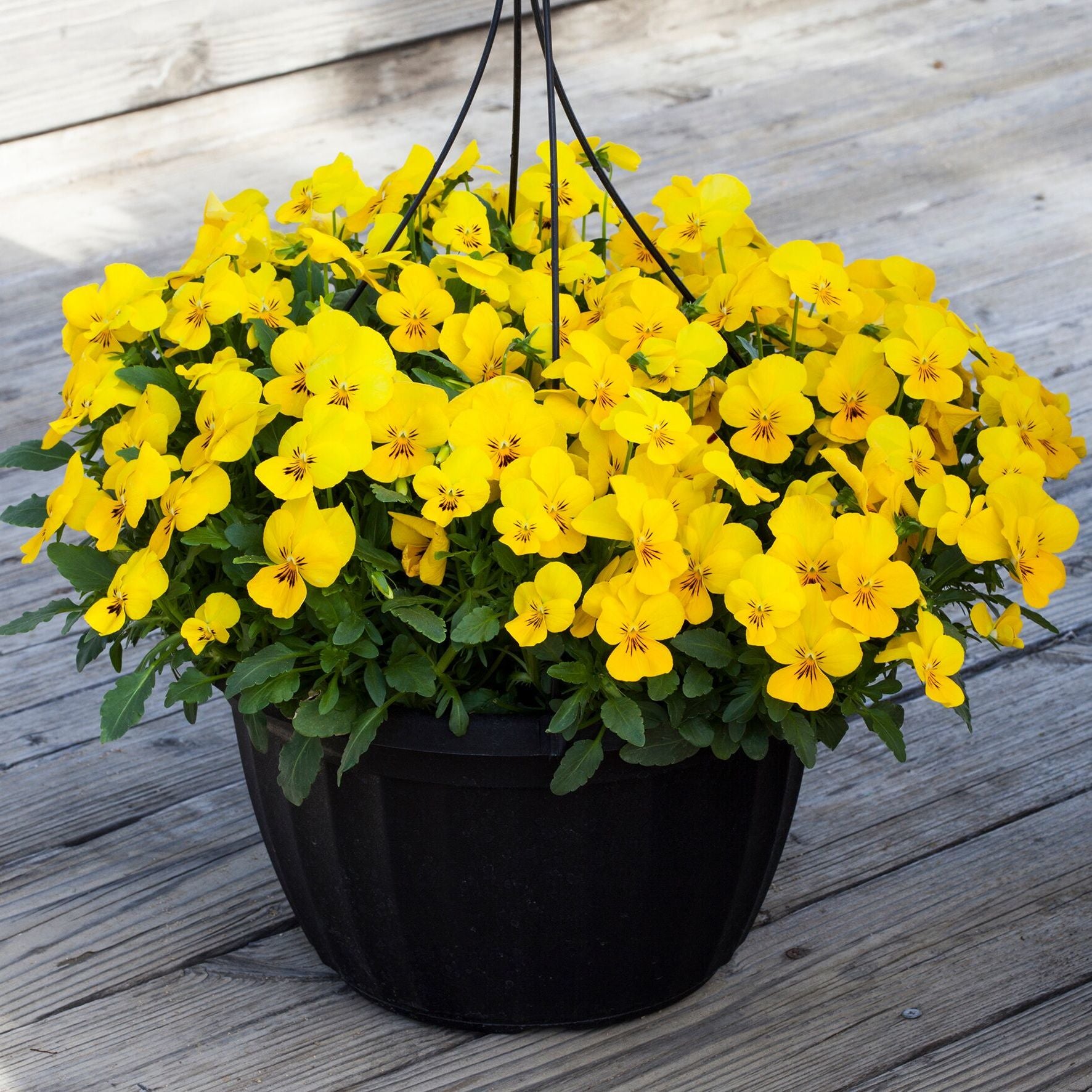Yellow Viola Flower seeds for Planting - Perfect for Borders, Heirloom & GMO Free Seeds for Home Garden