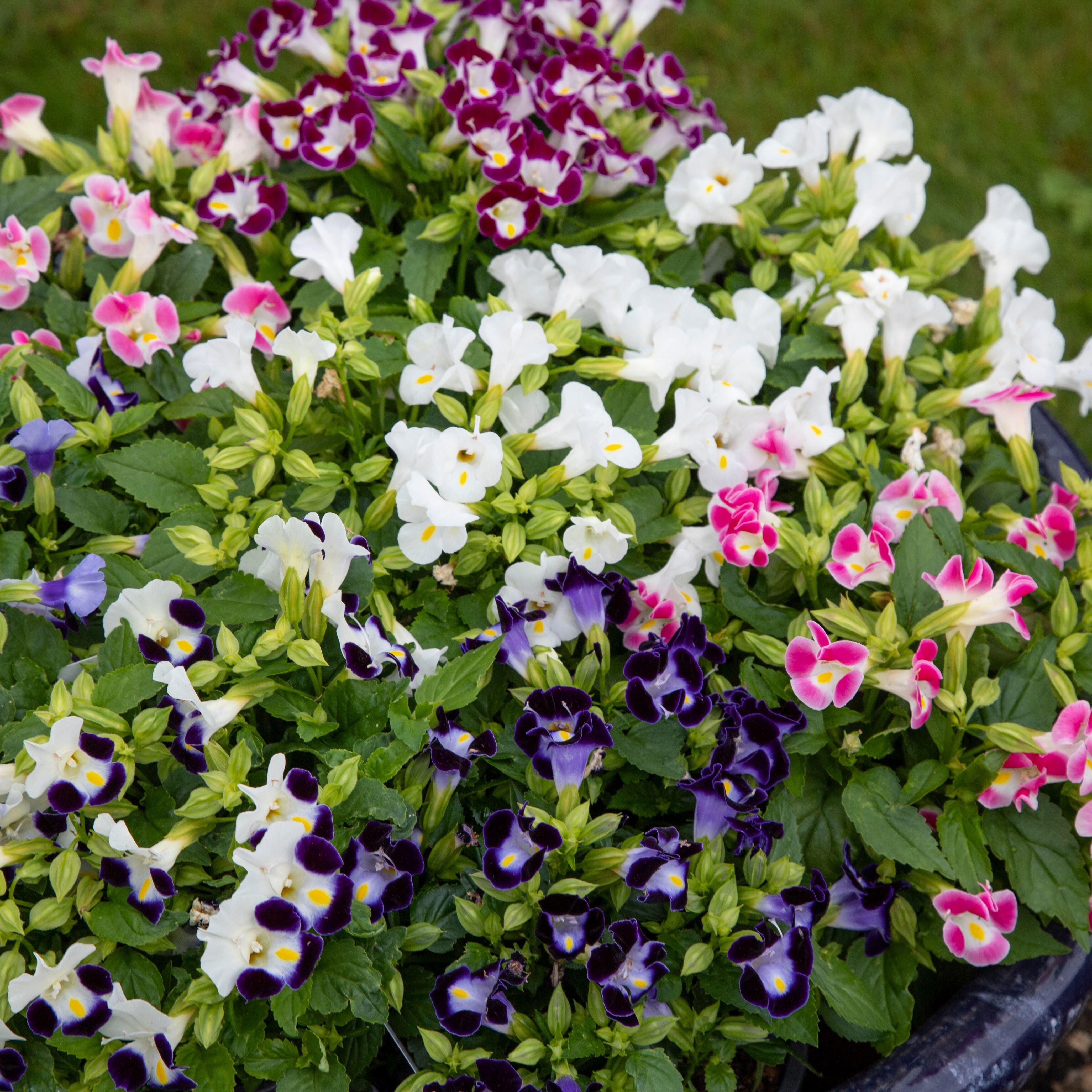 Mixed Torenia Flower seeds for Planting - Fragrant Blossoms, Heirloom & GMO Free Seeds for Home Garden