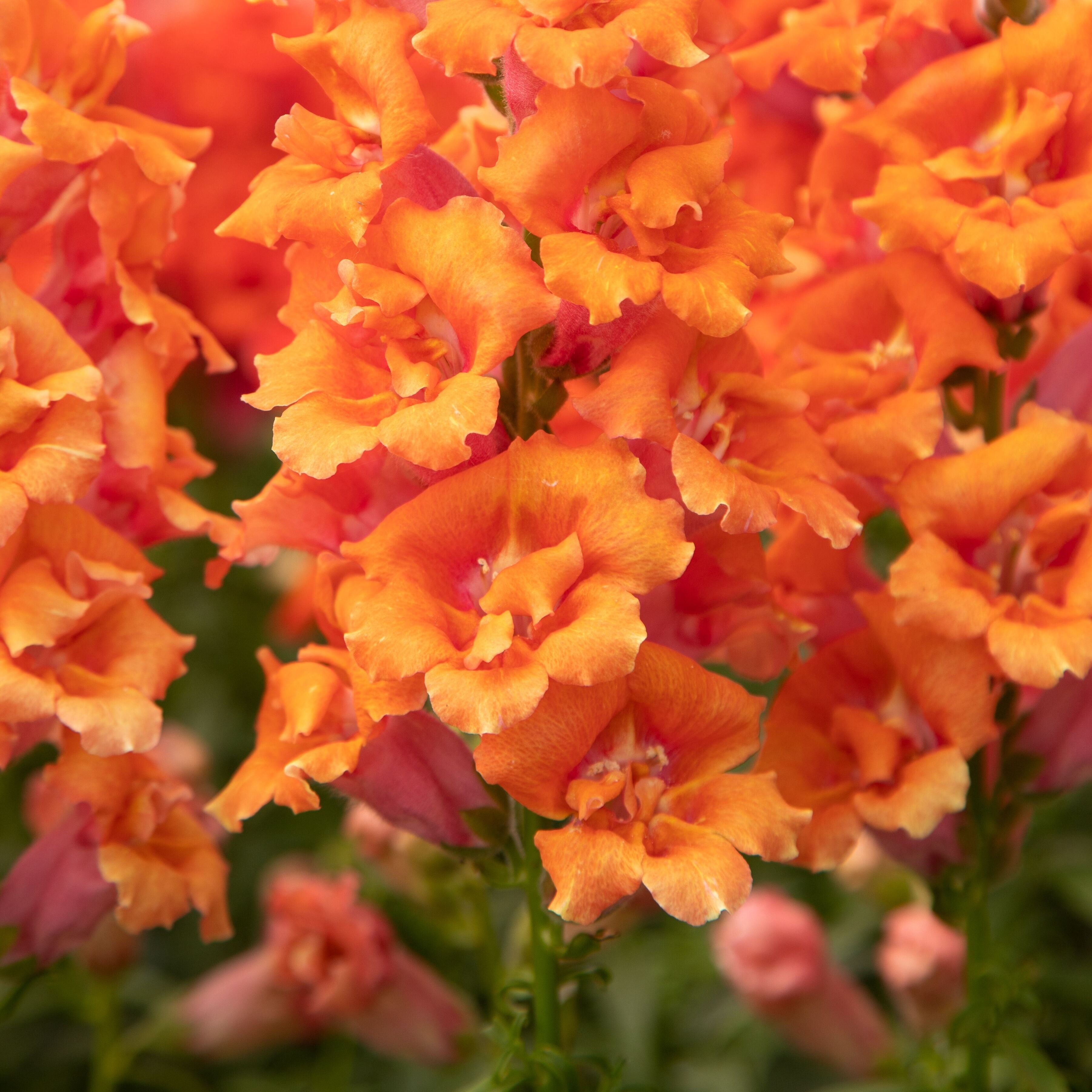 Orange Snapdragon Flower seeds for Planting - Pollinator Friendly, Heirloom & GMO Free Seeds for Home Garden