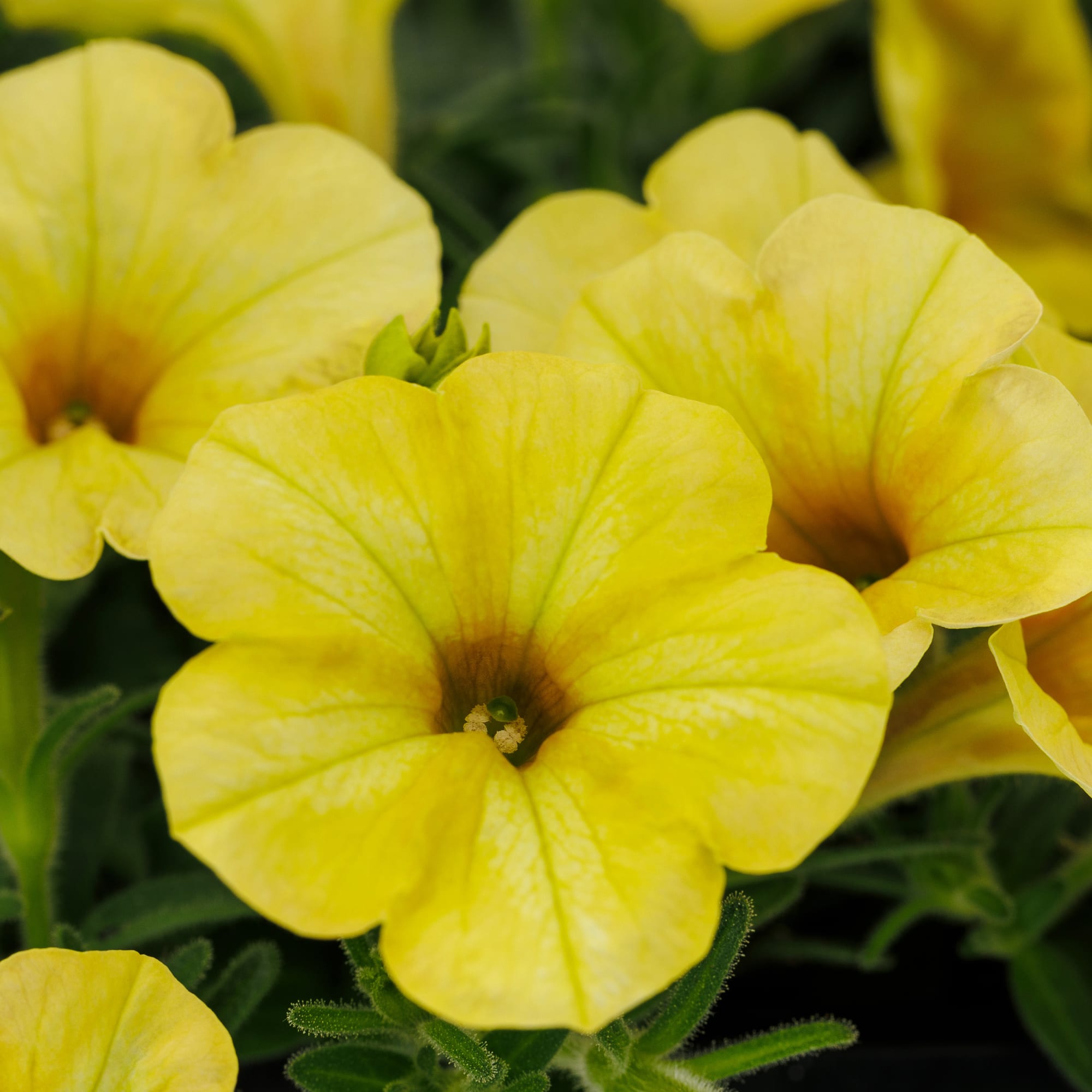 Yellow Petunia Flower seeds for Planting - Perfect for Borders, Heirloom & GMO Free Seeds for Home Garden