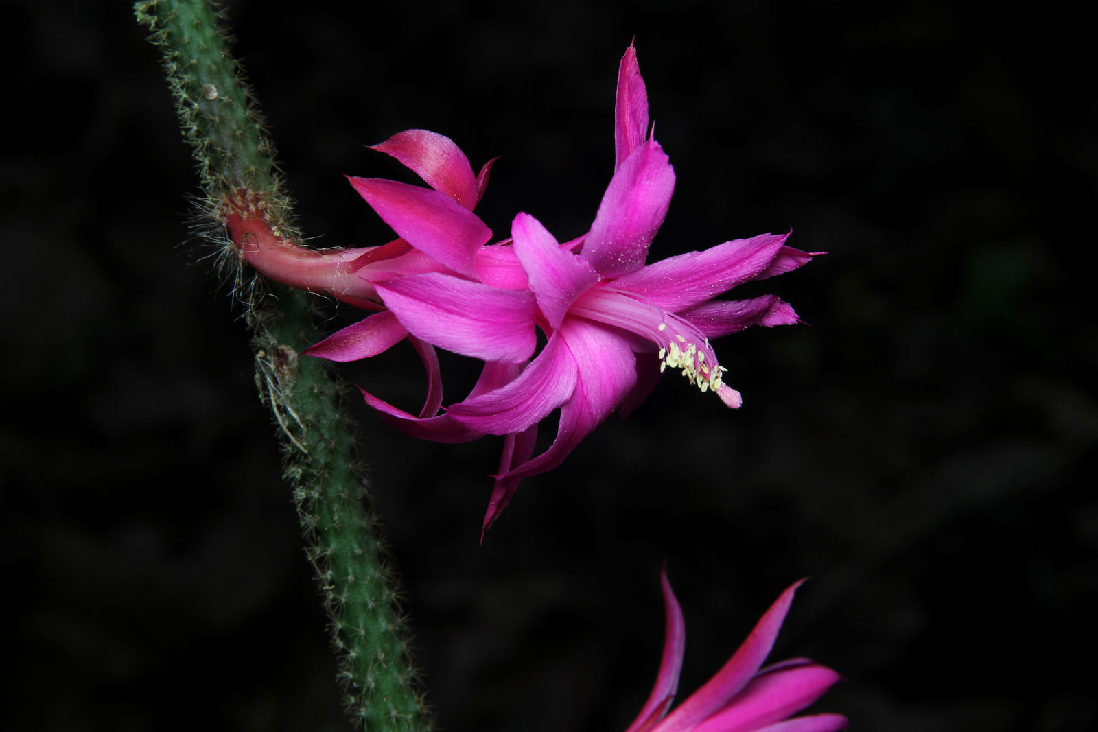 Aporocactus Flower Seed for Plantings for Planting for Garden Planting Heirloom Non-GMO Seeds