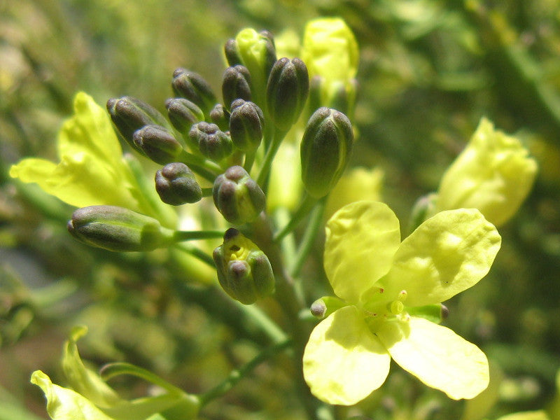 Light Yellow Brassica Oleracea Flower Seeds for Planting Sun Loving Heirloom & GMO Free Seeds for Home Garden
 
 Sale