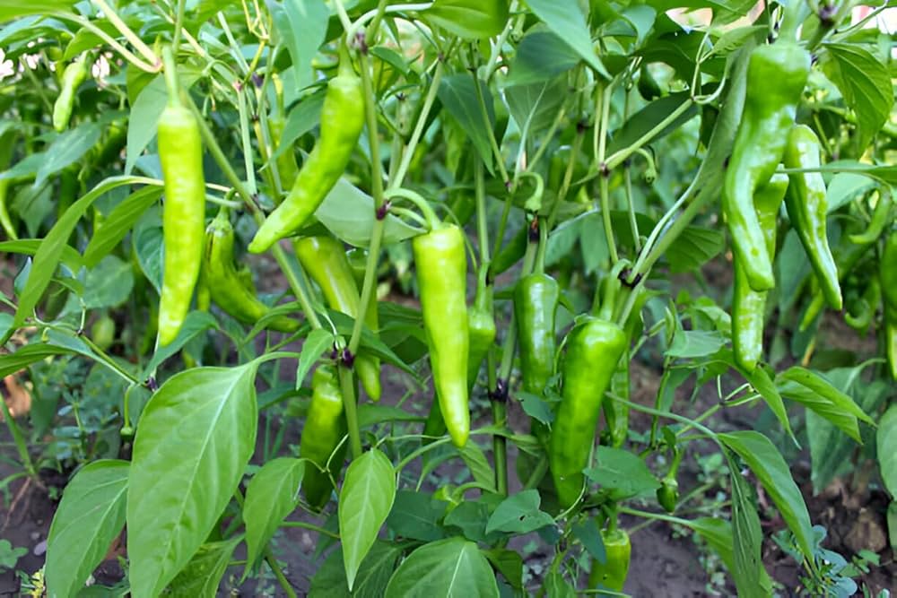 Pepperoncini Vegetable Seeds  Ideal for Home Planting