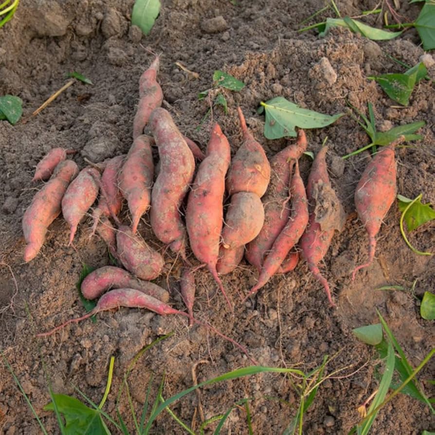 Giant Sweet Potato Ipomoea batatas Vegetable Seeds for Planting in Vegetable Patch