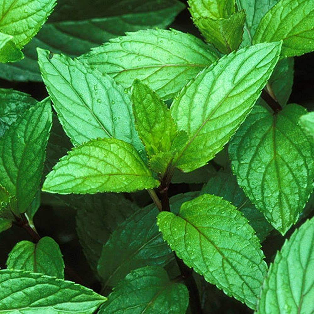 Peppermint Plant Seeds Mentha piperita for Planting in Vegetable Patch