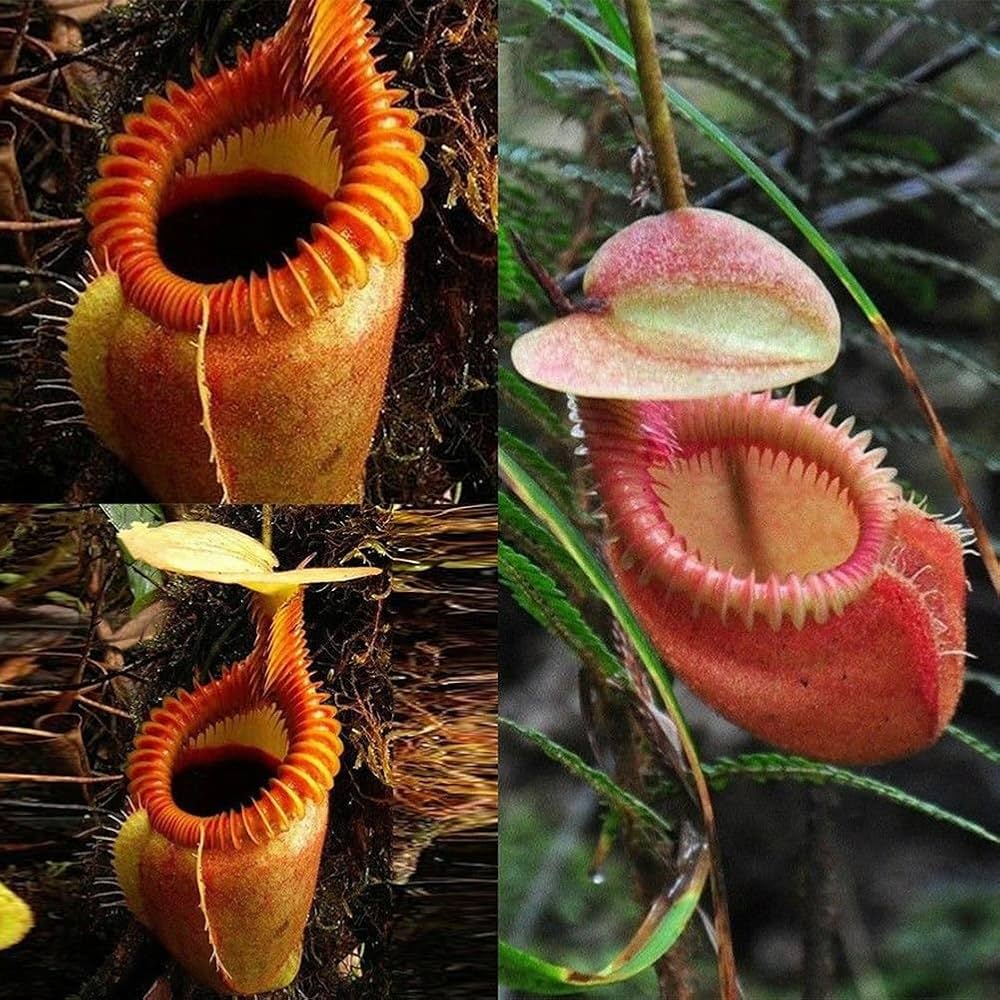 Nepenthes Carnivorous Seeds for Planting - Ideal for Home Garden & Flower Bed