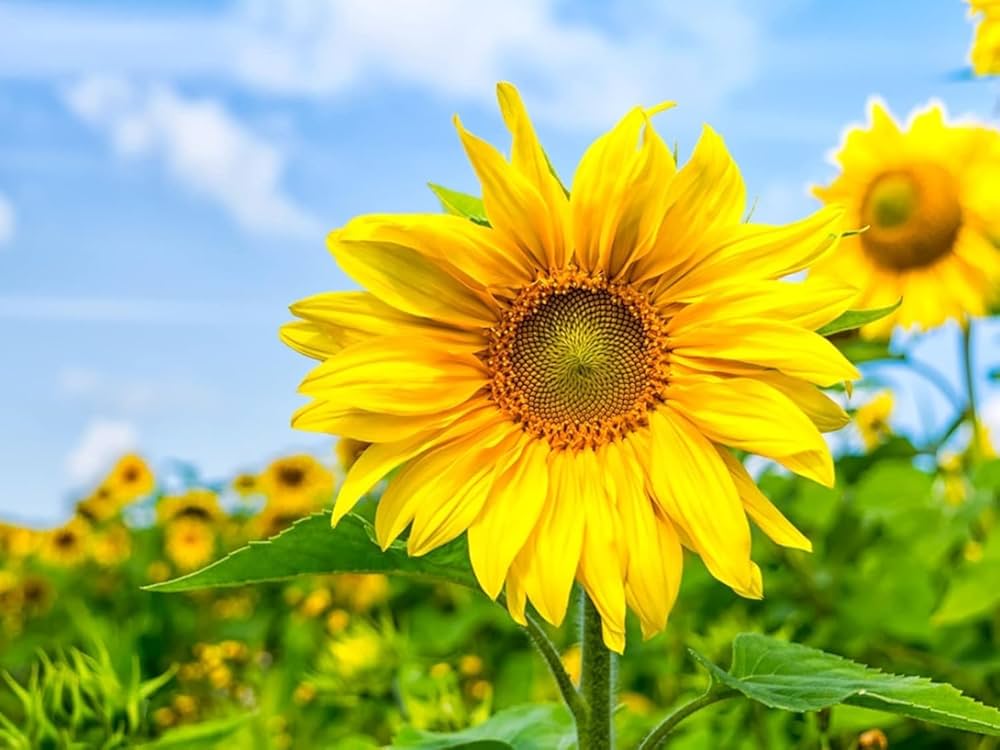 Yellow Helianthus Flower seeds for Planting - Easy to Grow, Heirloom & GMO Free Seeds for Home Garden