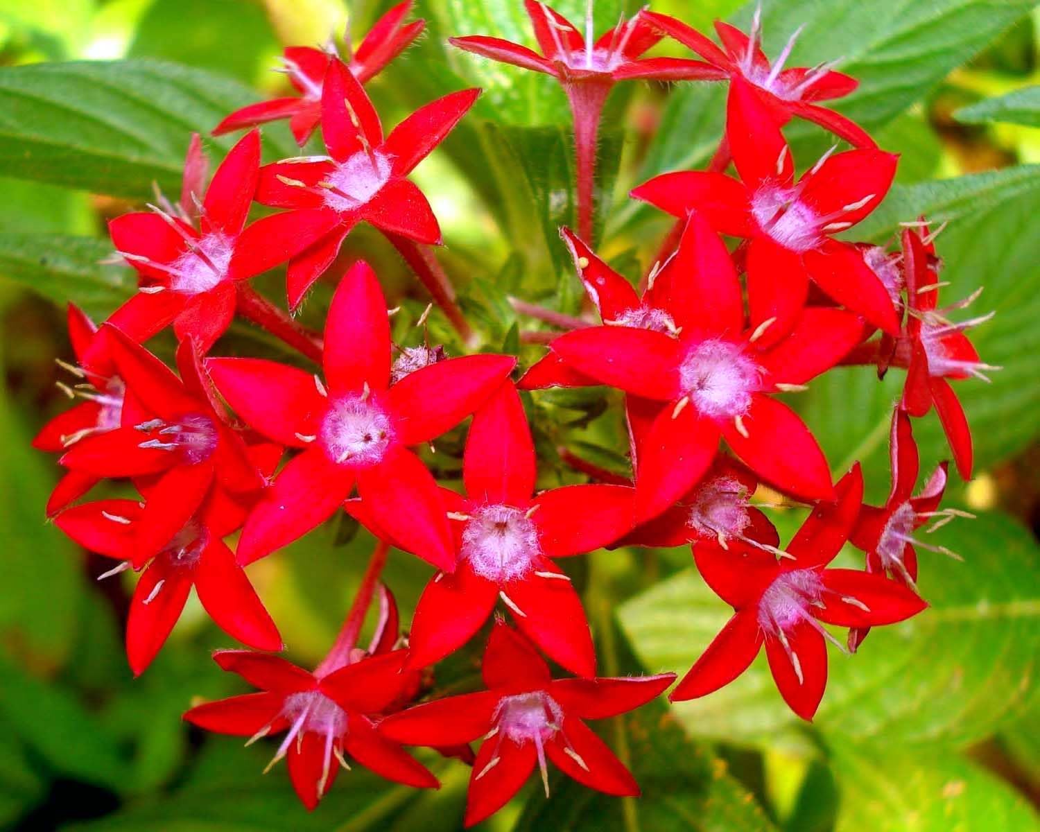 Pentas Lanceolata Flower Seeds for Planting in Flower Bed