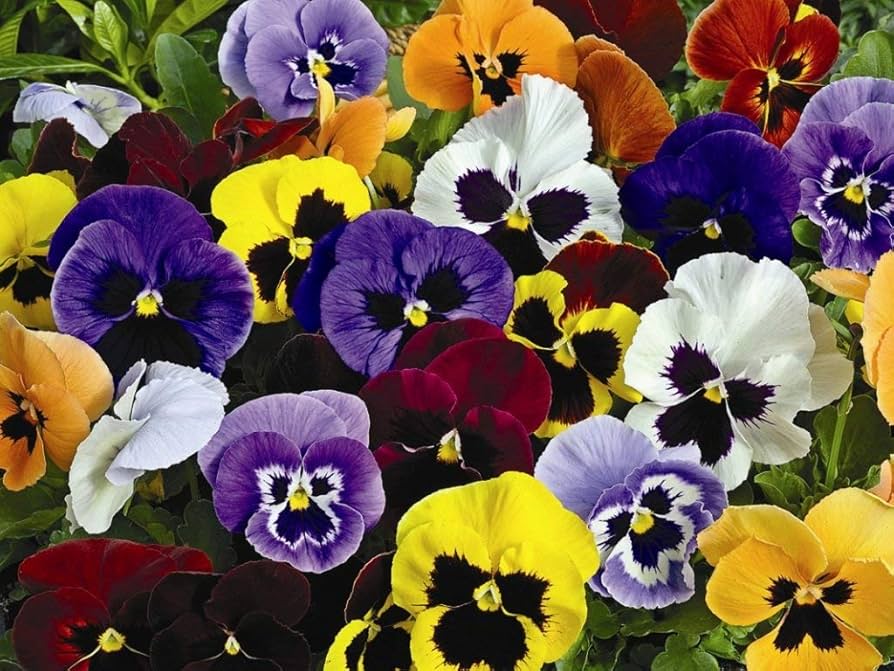 Mixed Viola Tricolor Flower seeds for Planting - Hardy Variety, Heirloom & GMO Free Seeds for Home Garden