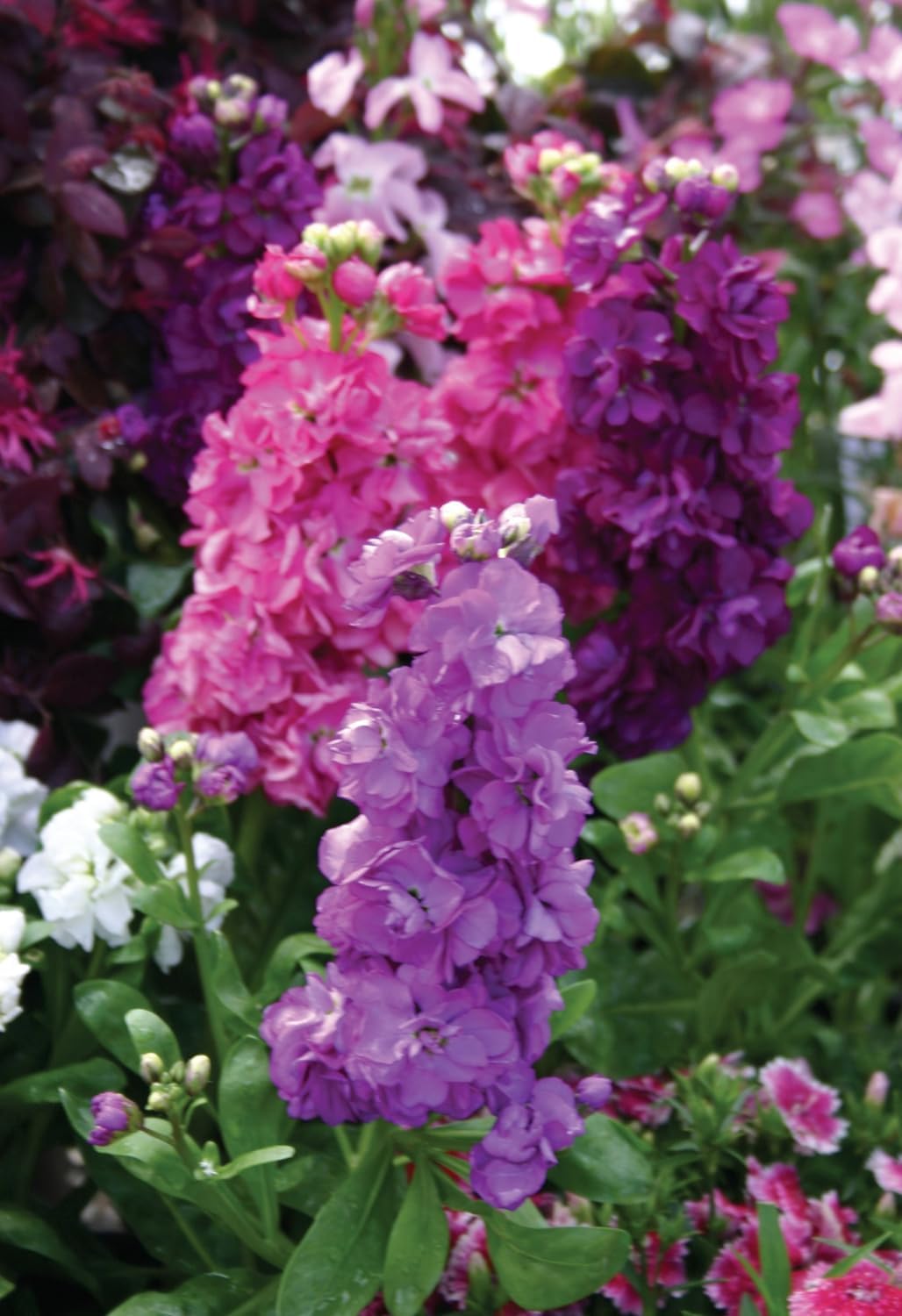 Matthiola Incana Multi-Colour Flower seeds for Planting - Vibrant Colors, Heirloom & GMO Free Seeds for Home Garden