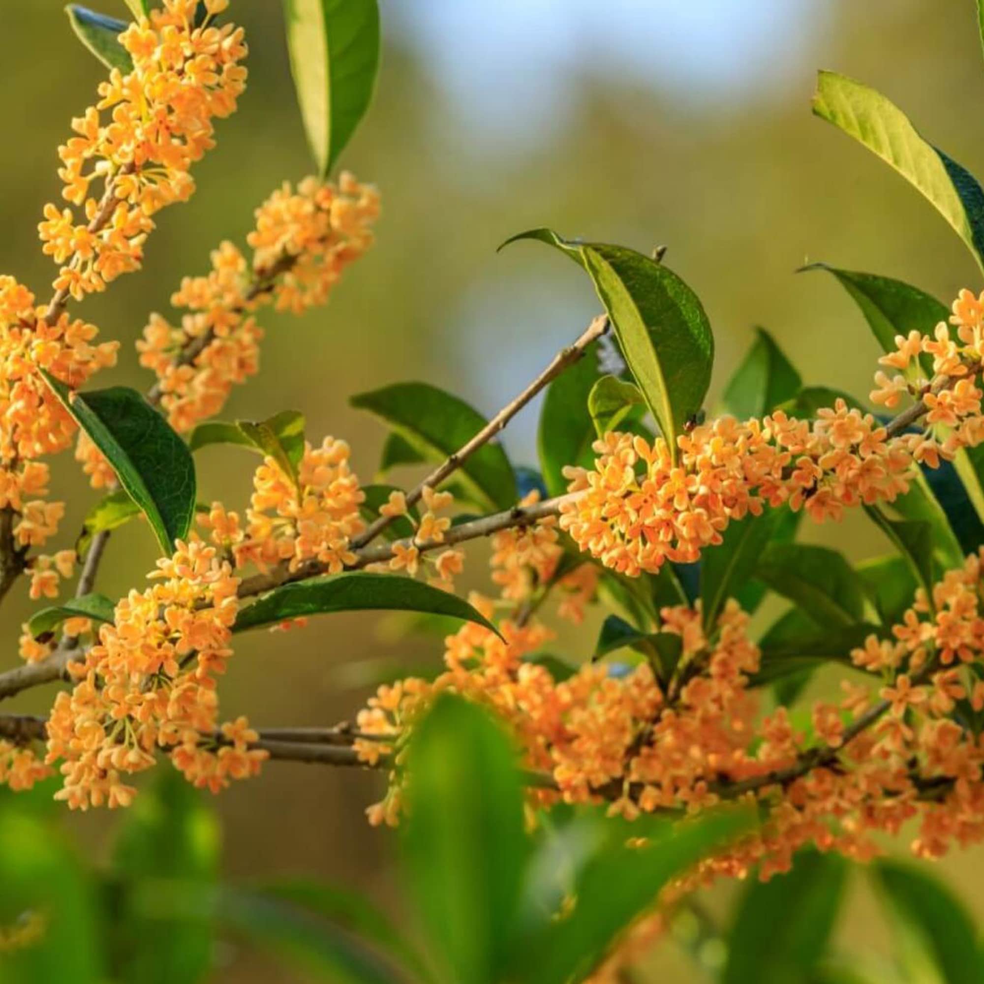 Osmanthus Flower Seeds for Planting Osmanthus Fragrans flower bed scented garden