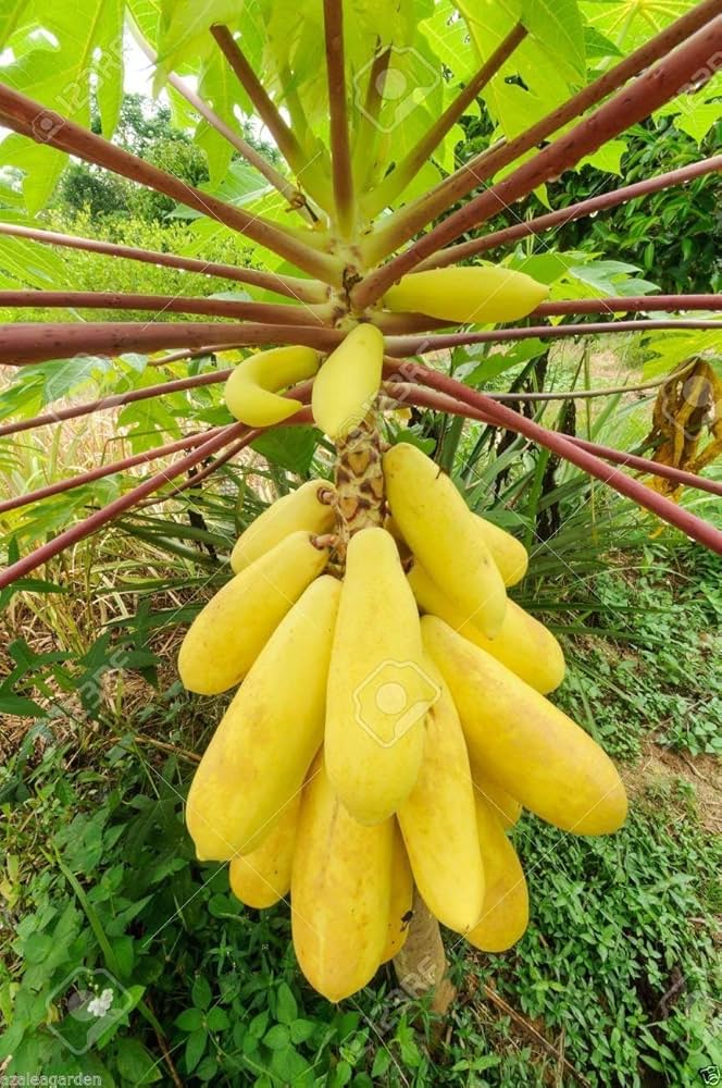 Yellow Papaya Seeds for Planting  Grow Delicious Fruit at Home