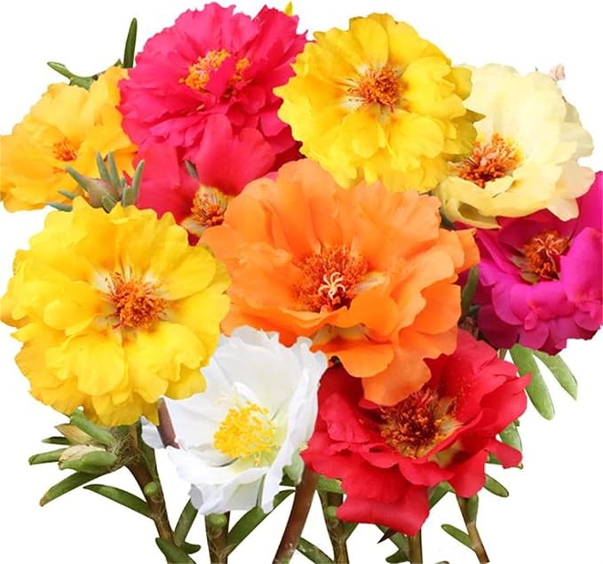 Rose Rosa spp Flower Seeds for Planting in Flower Bed