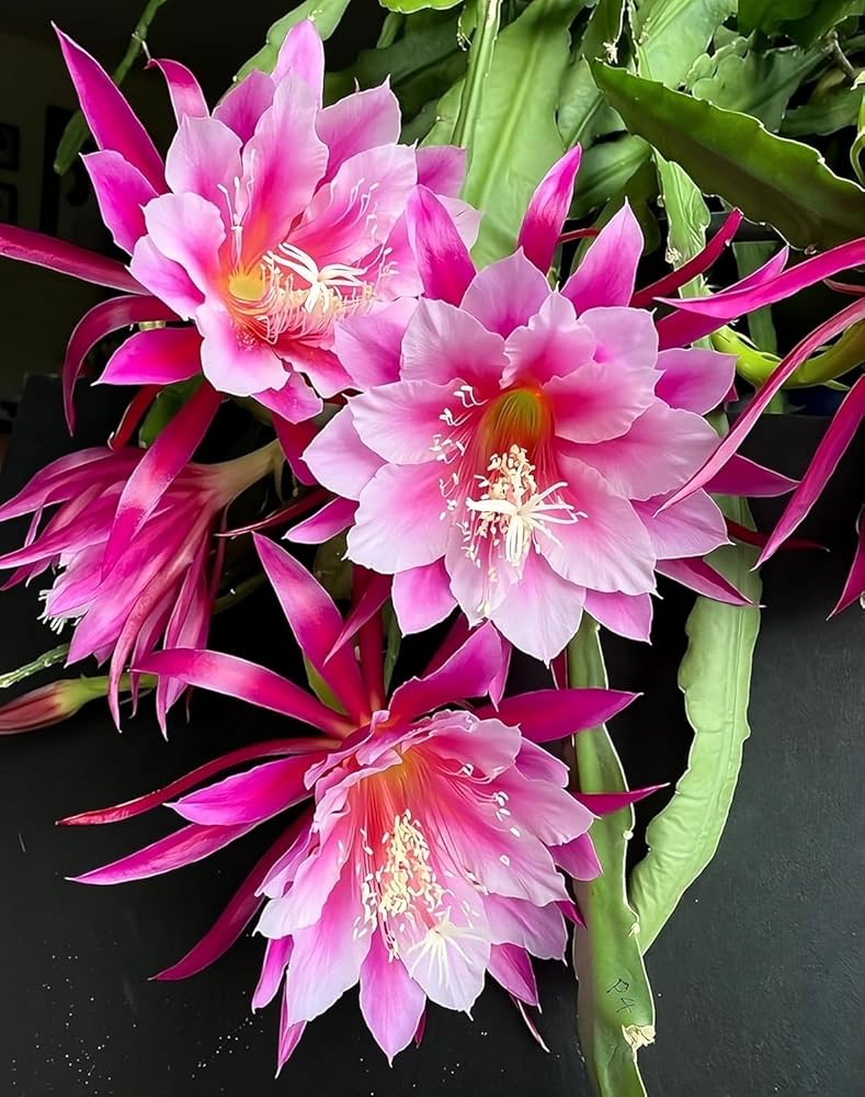 Pink Epiphyllum Oxypetalum Flower seeds for Planting - Garden Favorite, Heirloom & GMO Free Seeds for Home Garden