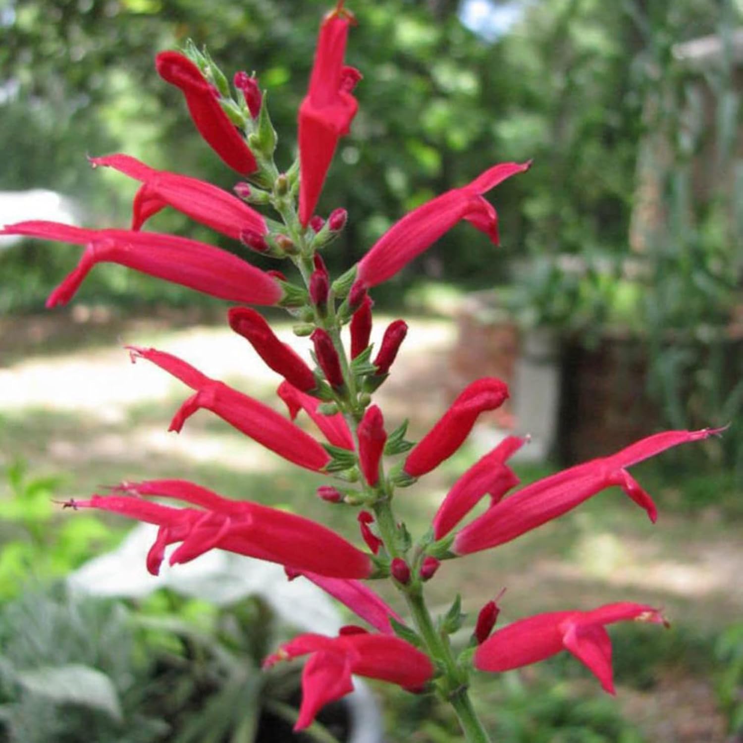 Pineapple Sage Seeds Salvia Elegans Perennial Annual Edible Leaves & Flowers Attracts Hummingbirds
