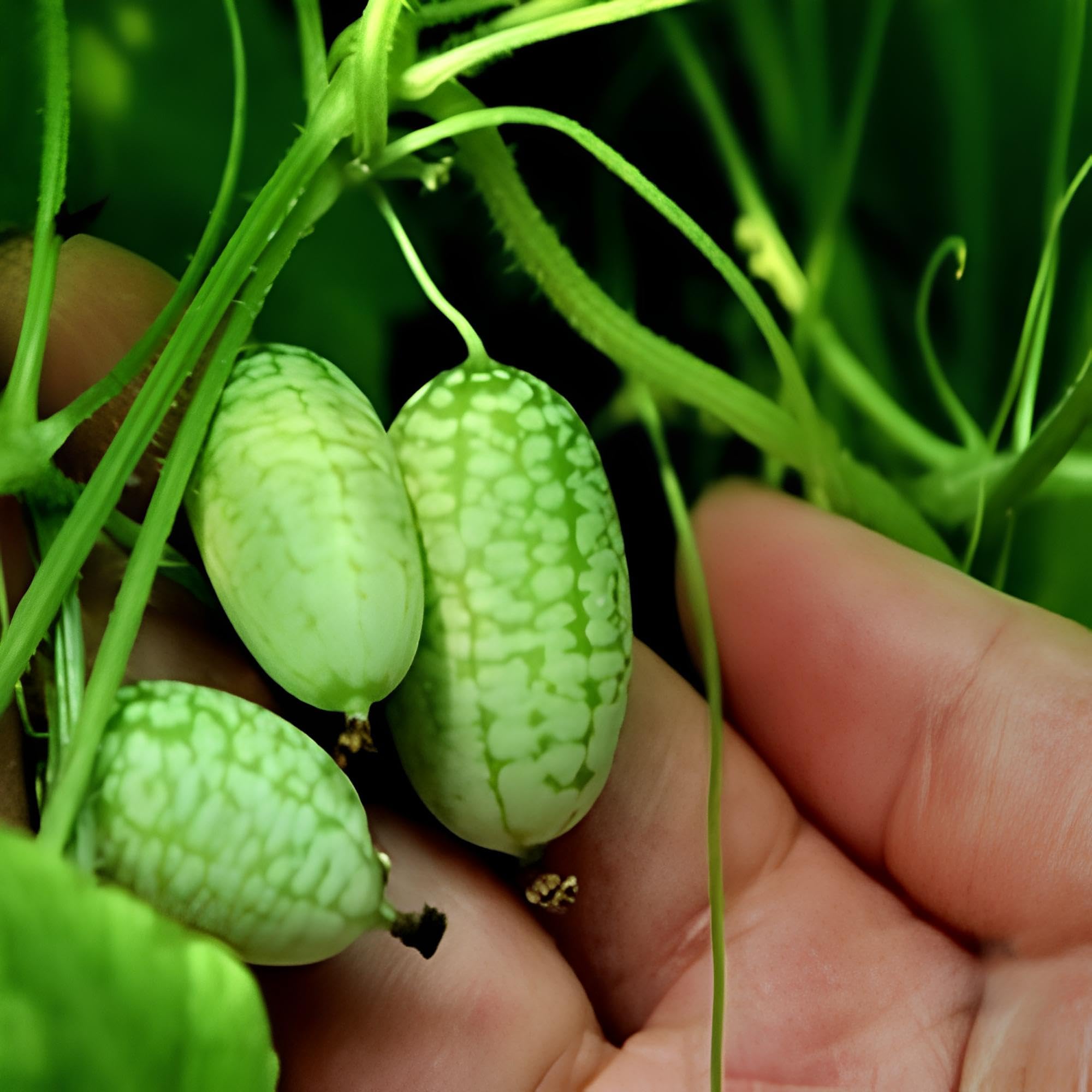 Green Gherkin Watermelon Seeds for Planting