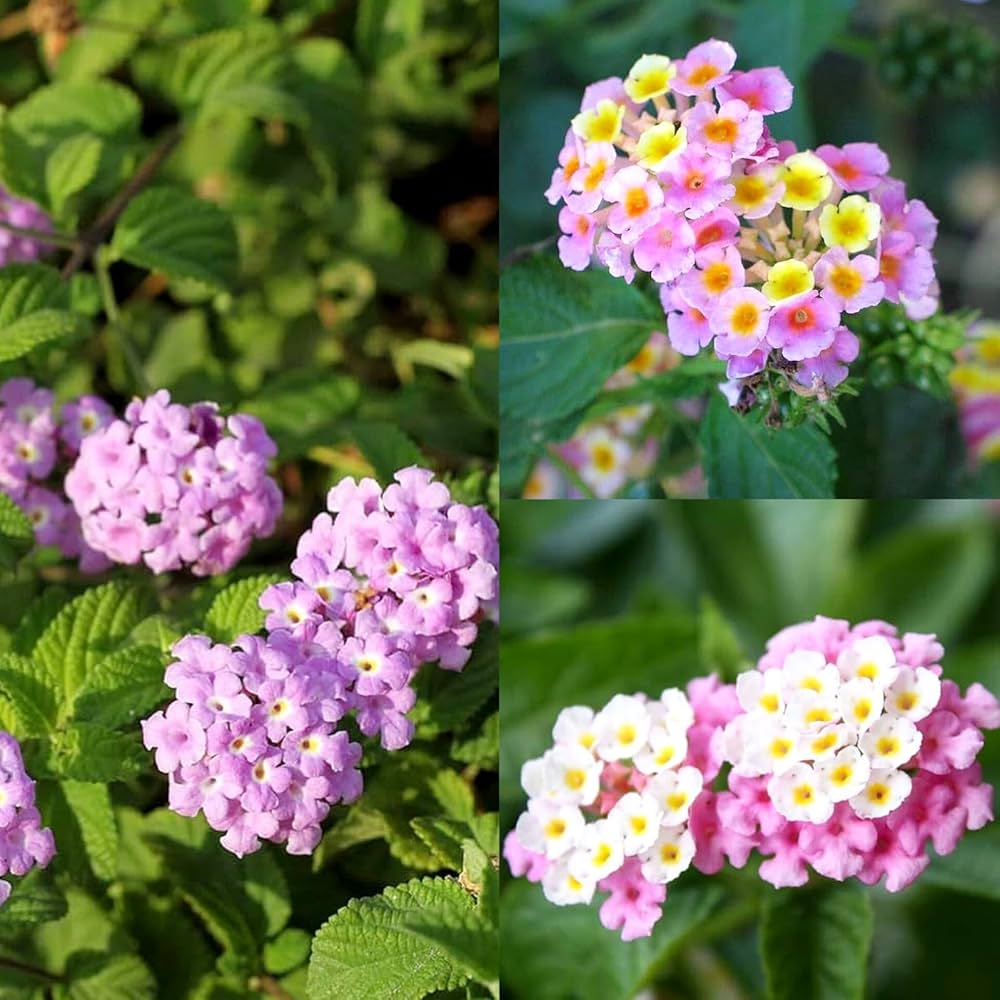 Pink Lantana Flower seeds for Planting - Cut Flower Favorite, Heirloom & GMO Free Seeds for Home Garden