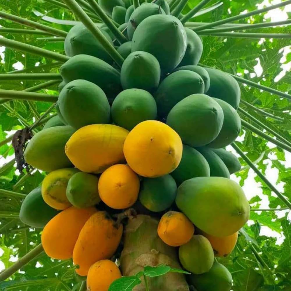 Papaya Seeds for Planting - Grow Delicious Tropical Fruits at Home
